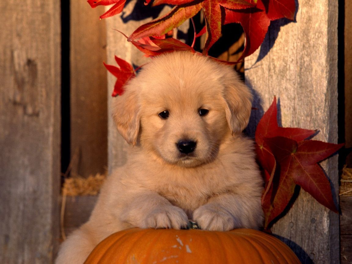 Cute Fall Pumpkins Wallpaper. Cute Golden Retriever Puppy On