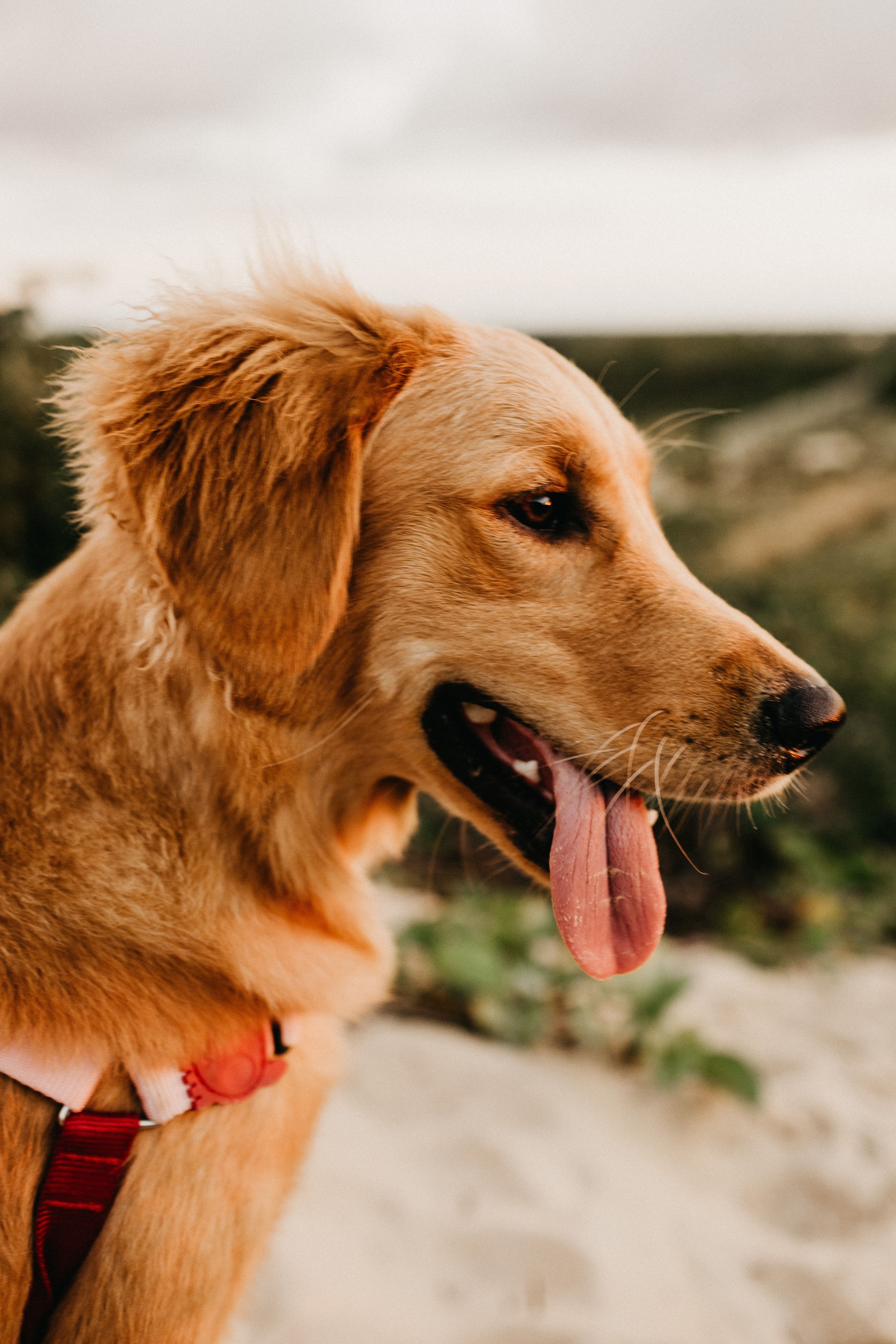 Golden Retriever Picture [HD]. Download Free Image