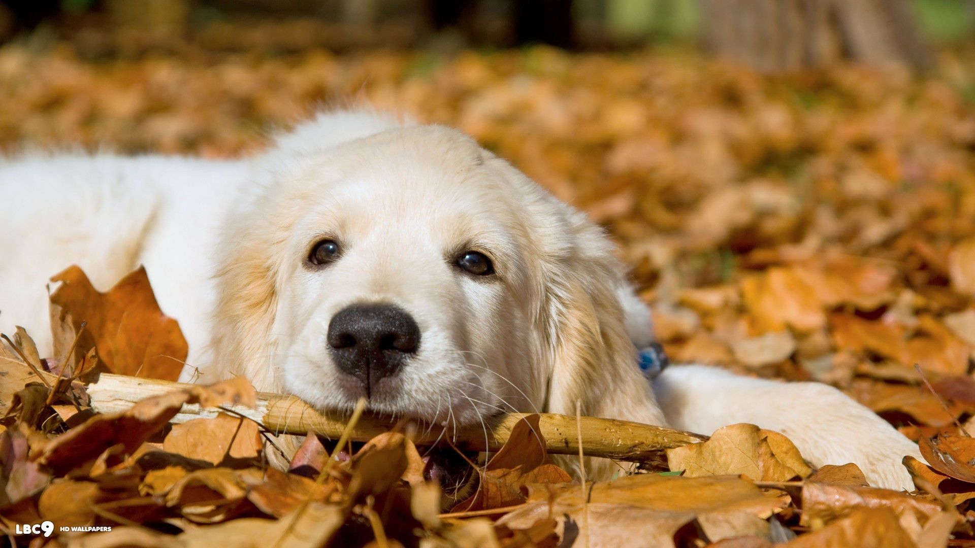 Baby Golden Retrievers Wallpapers Wallpaper Cave