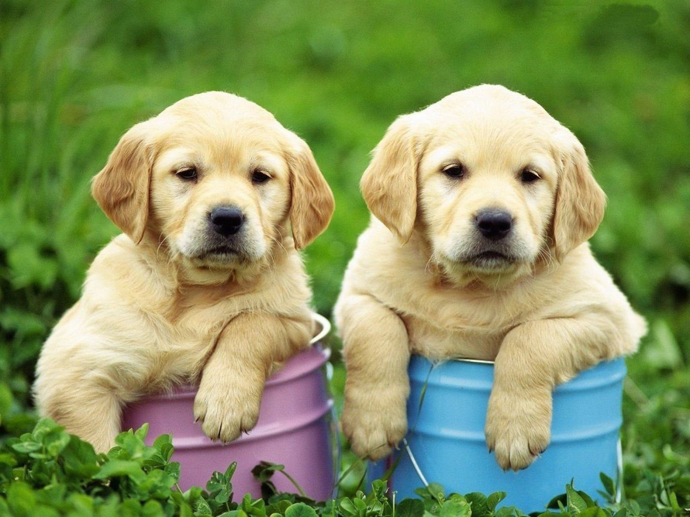 Two cute Golden Retriever puppies photo and wallpaper. Beautiful