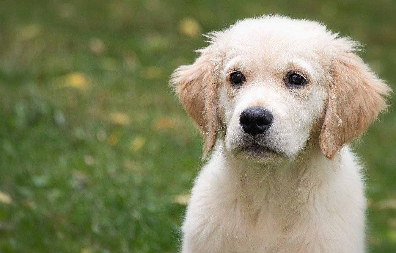 Baby Golden Retrievers Wallpapers - Wallpaper Cave