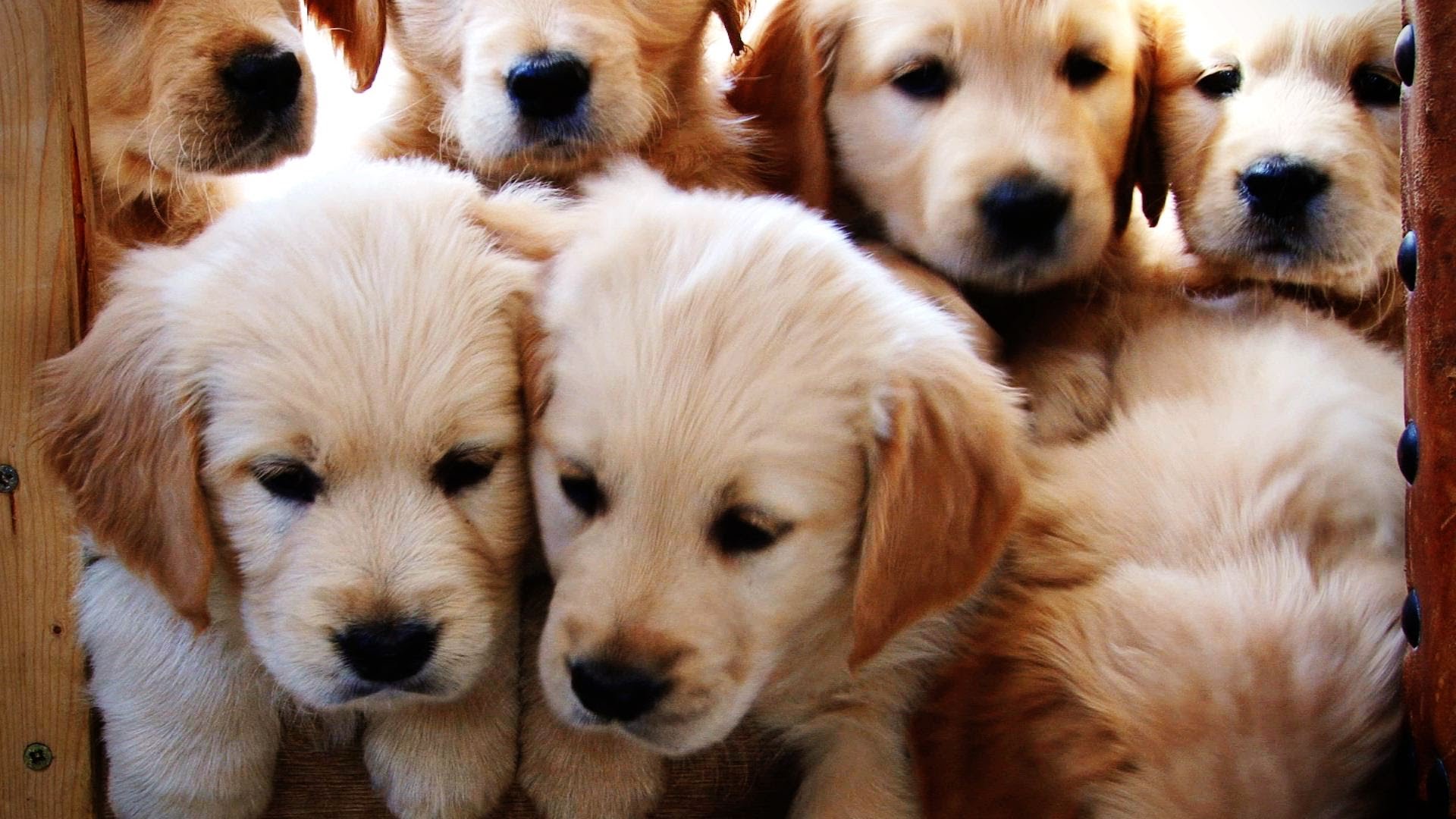 Watch These Golden Retriever Puppies Grow Up! of Animals