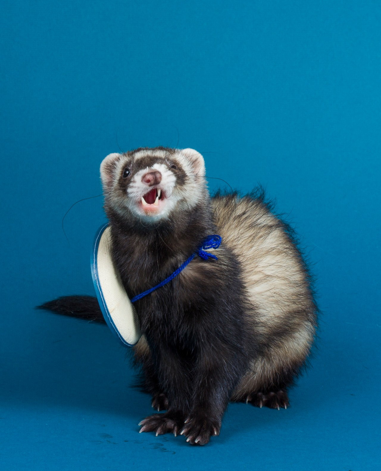 wallpaper. Ferret, Cute ferrets, Funny