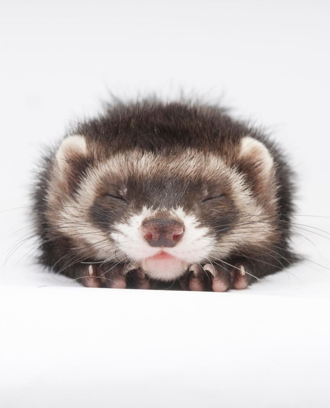 ferret #pet #animals From themodernferret. Baby ferrets, Cute