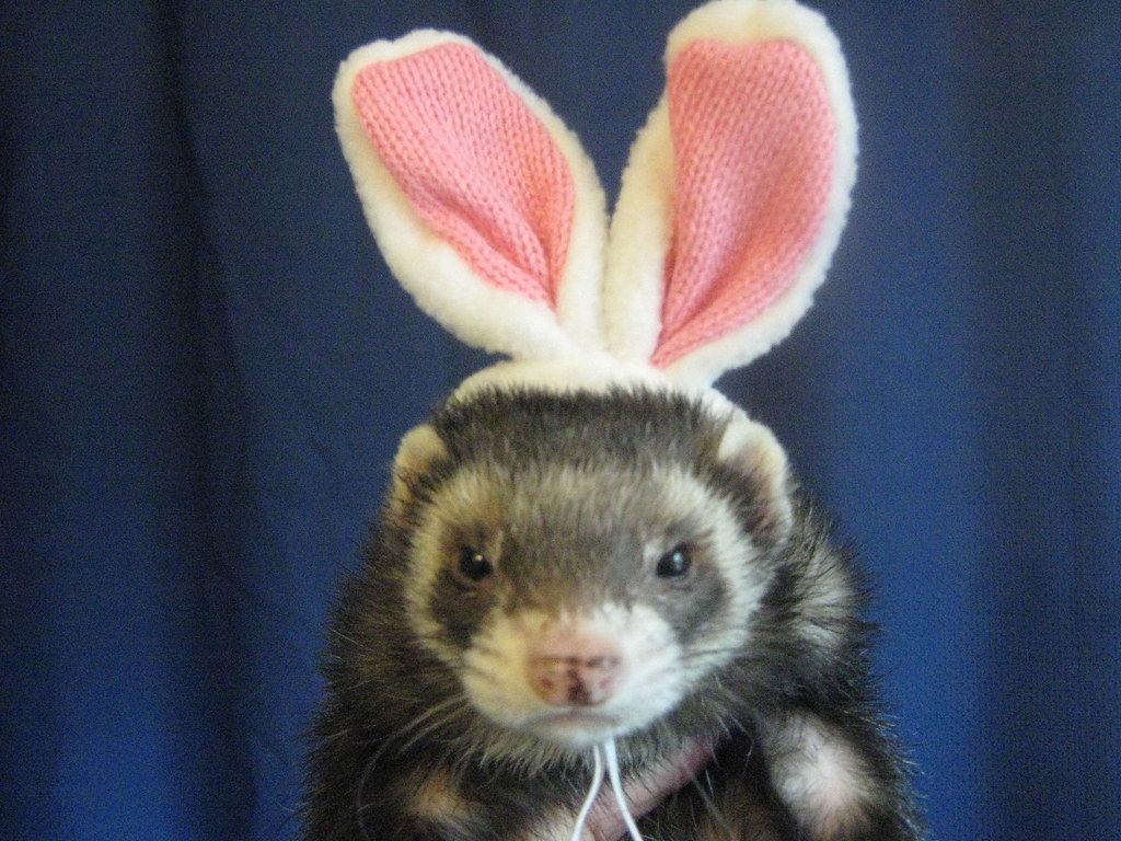 Mocha the Easter Ferret
