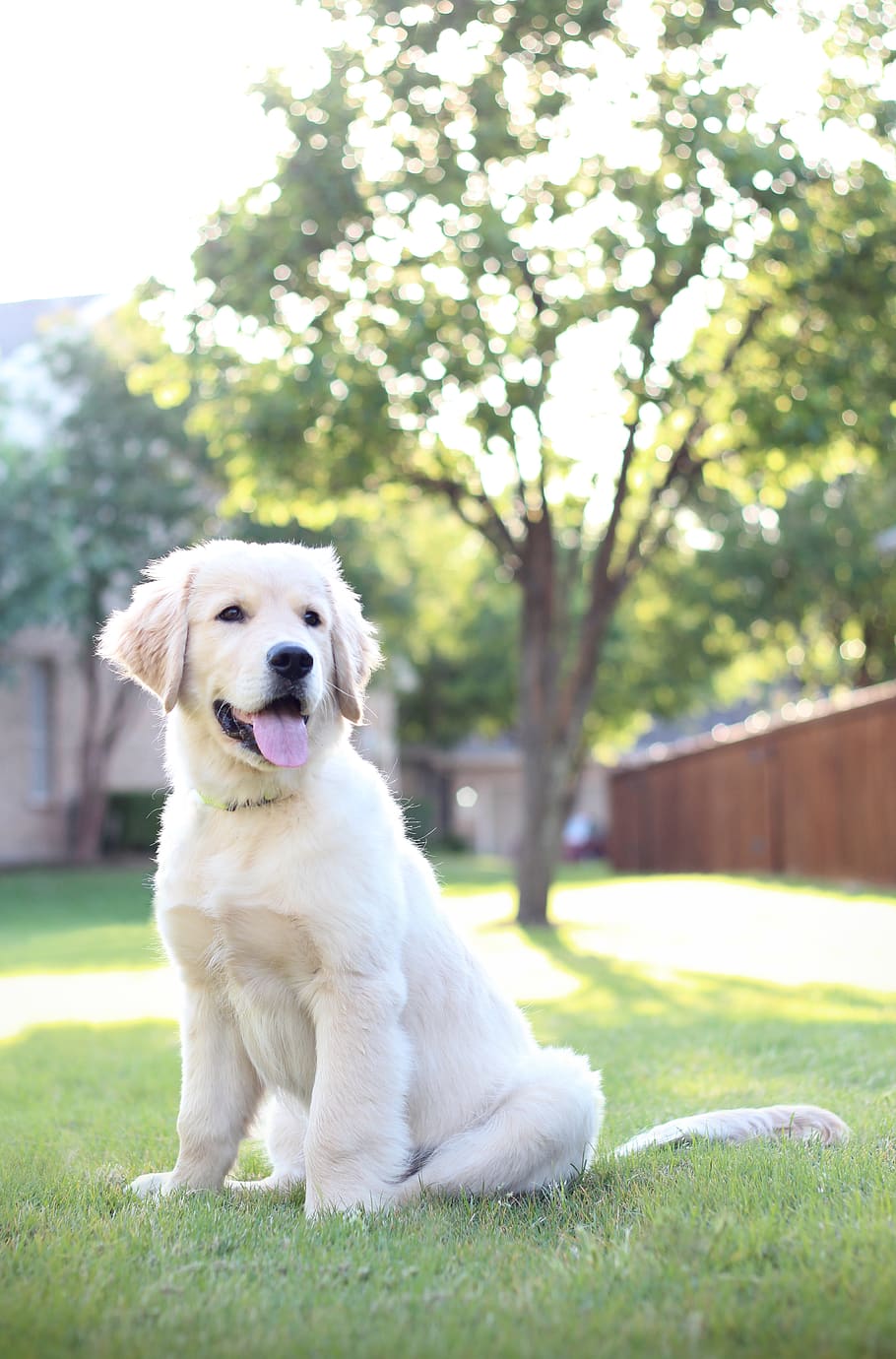 Family golden retriever 1080P, 2K, 4K, 5K HD wallpaper free