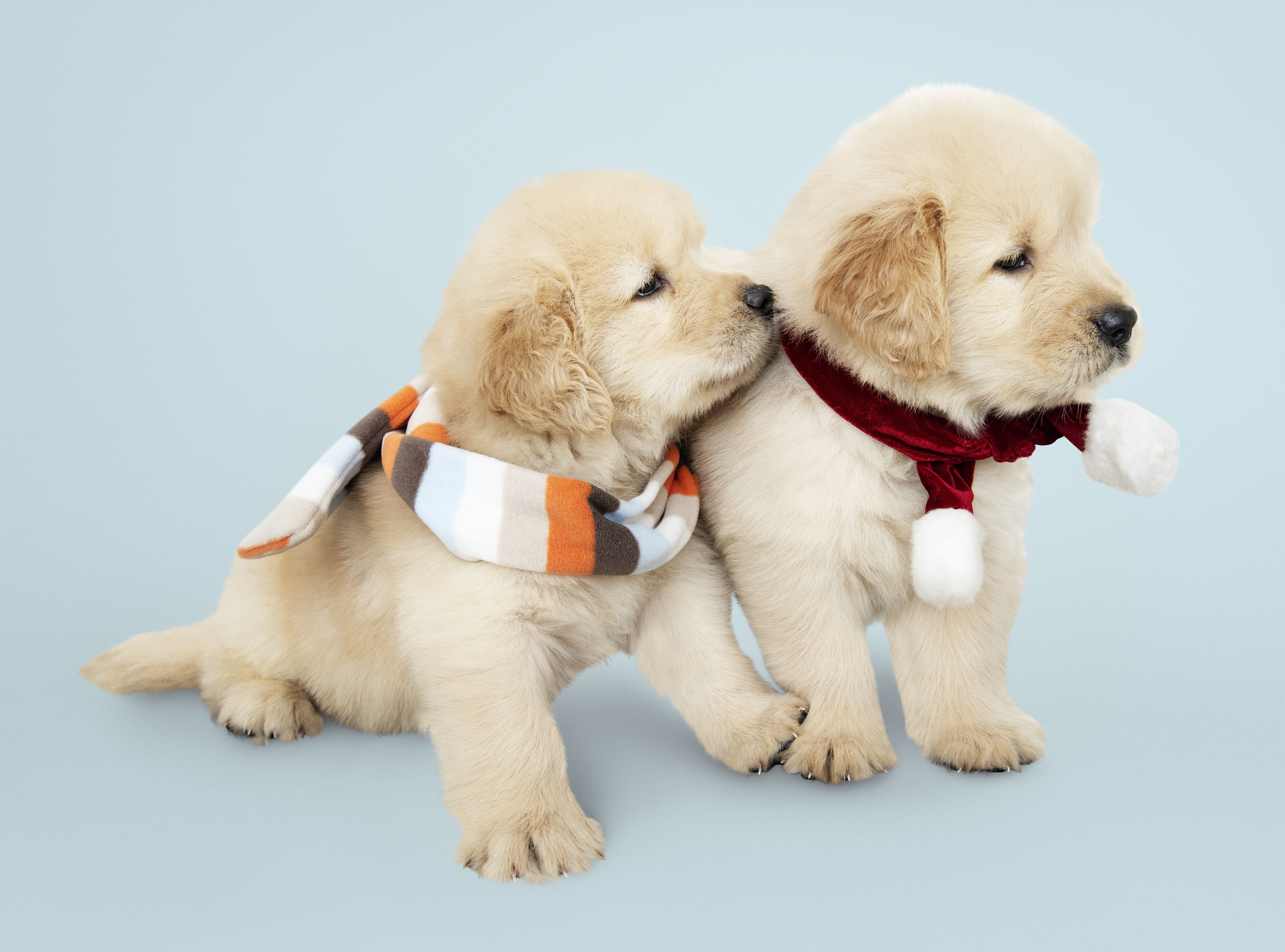 Baby Golden Retrievers Wallpapers Wallpaper Cave