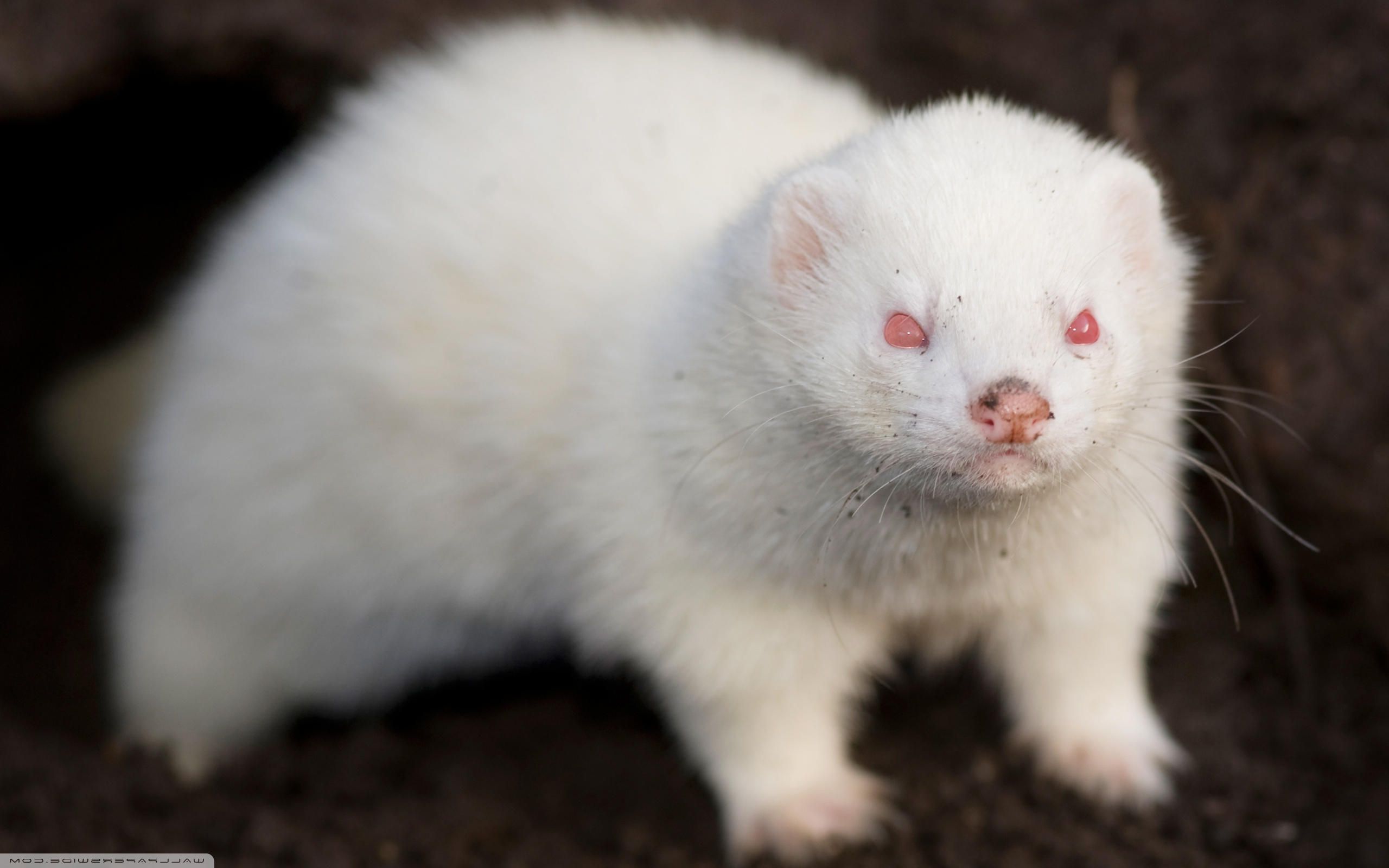 Wide 16 - Wallpaper & Background Download