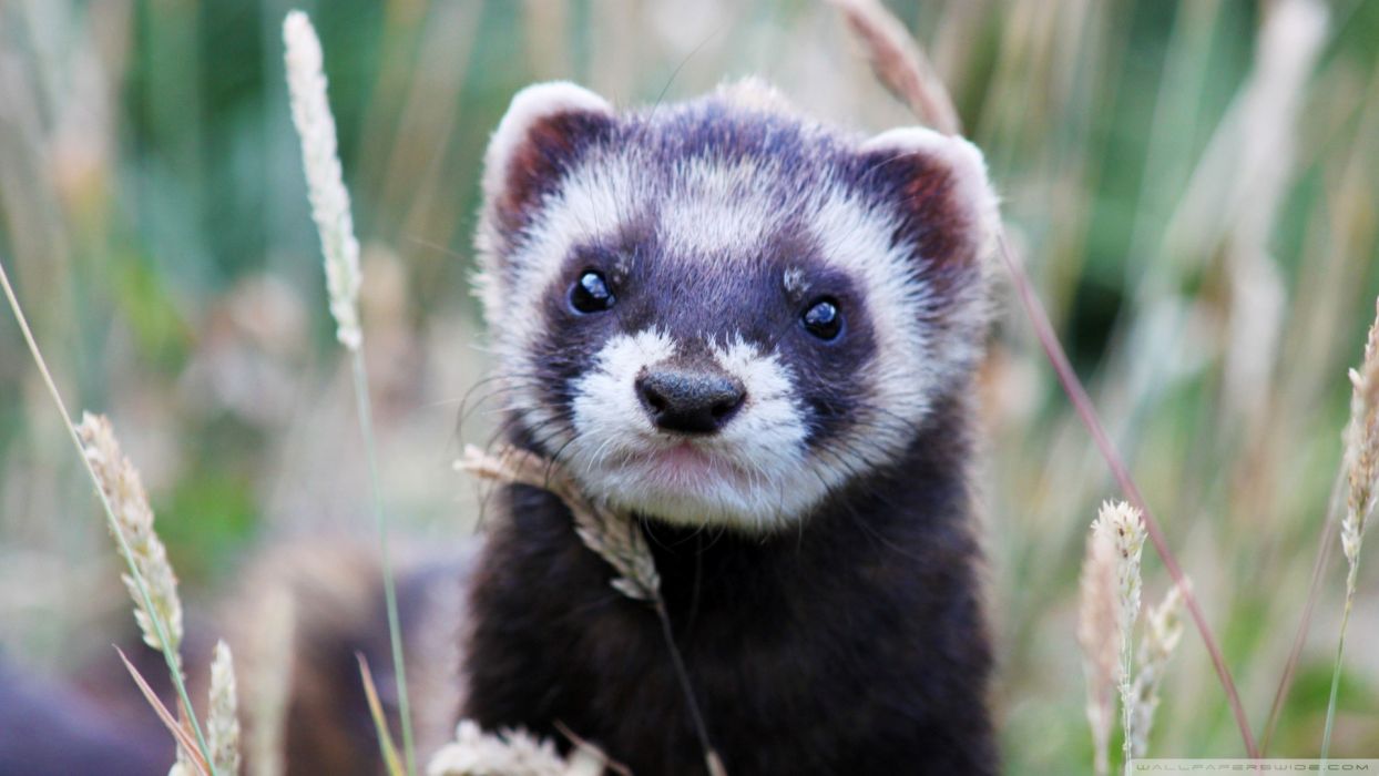 Close Up Nature Animals Ferret Wallpaperx1080