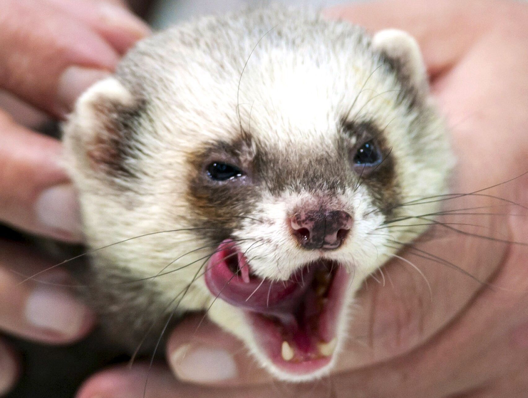 Best FROLICKING FERRETS image. Ferret, Cute ferrets, Pet ferret