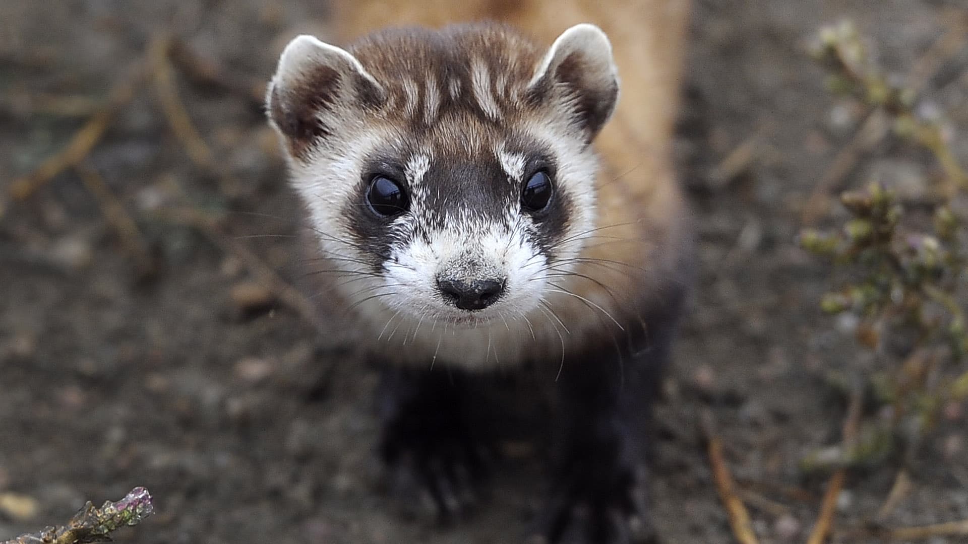 Black Footed Ferret