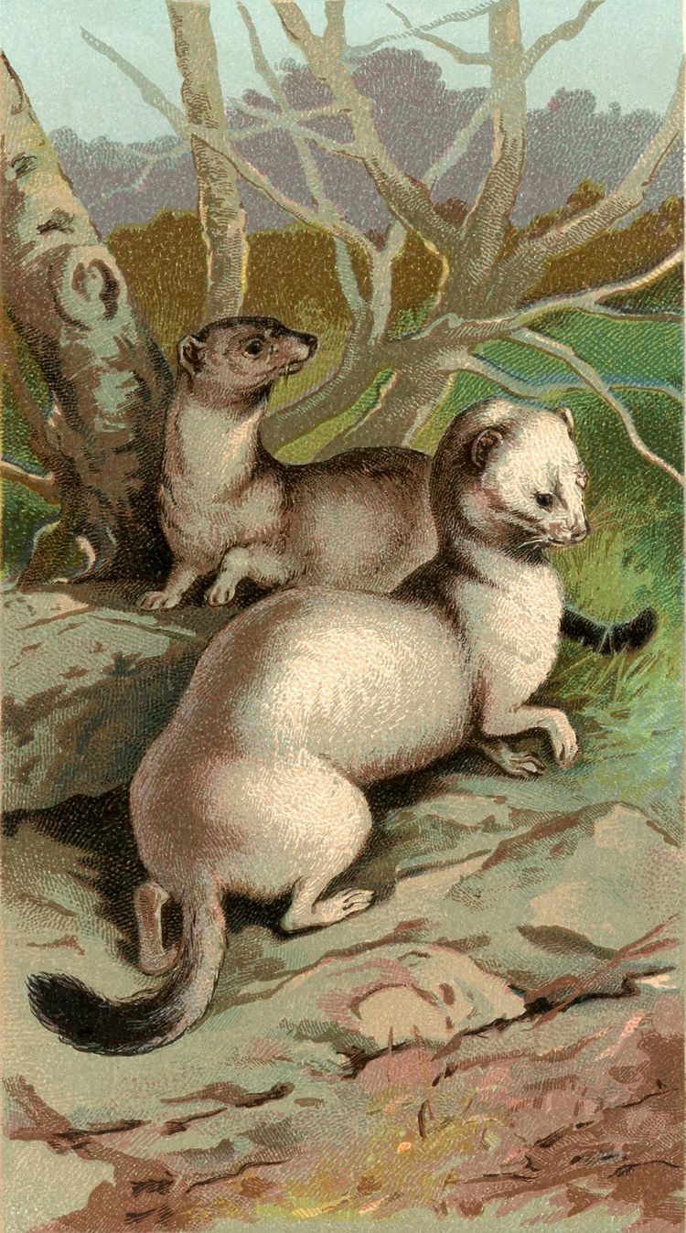 Vintage Ferrets Image Graphics Fairy