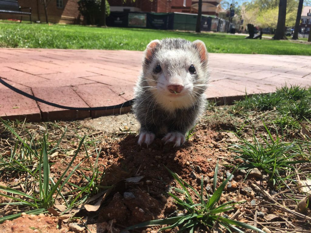 The Untold Stories: Pets on Queens' Campus. The Queens Chronicle