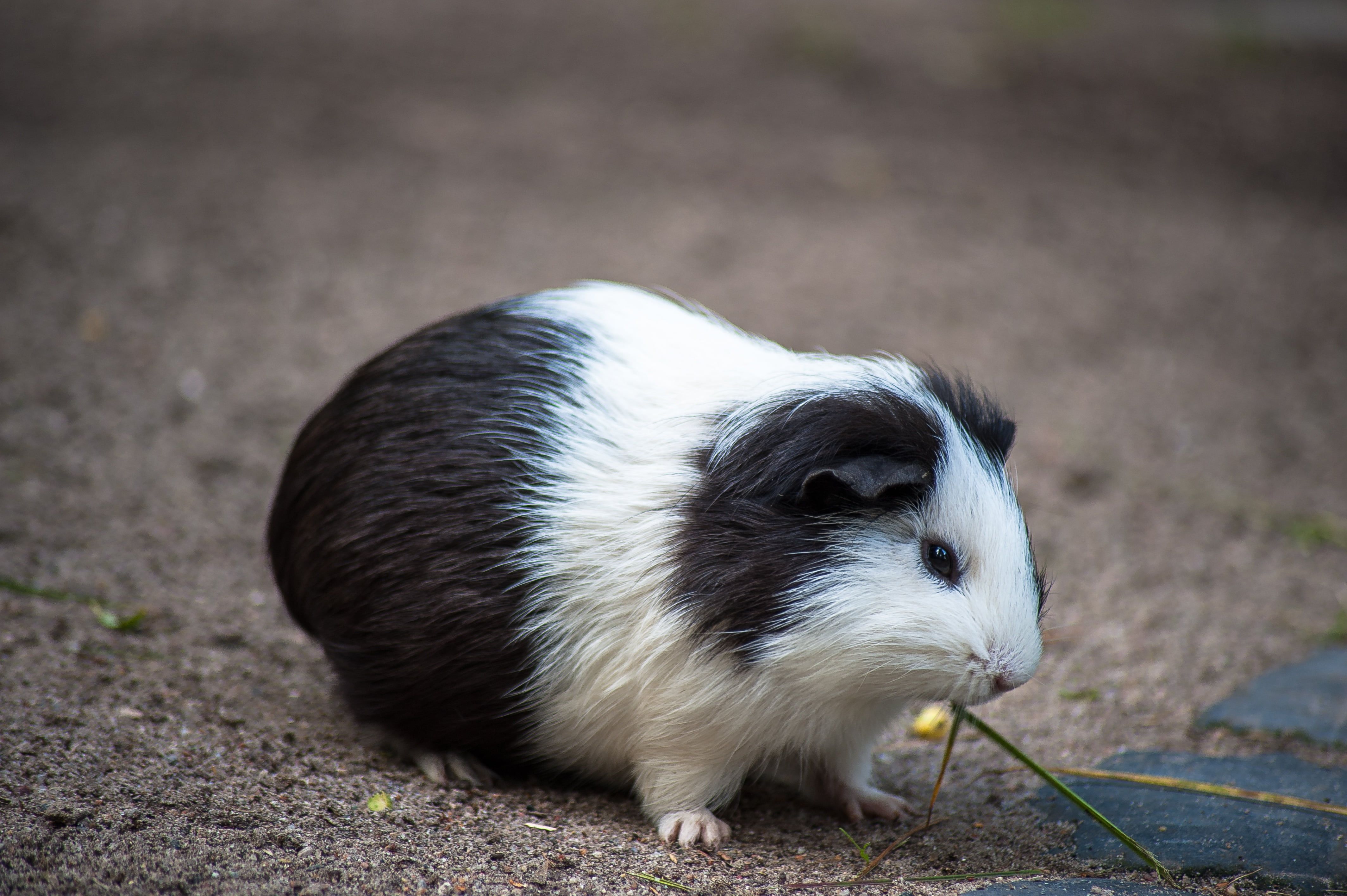 Black and white guinea pig HD wallpaper