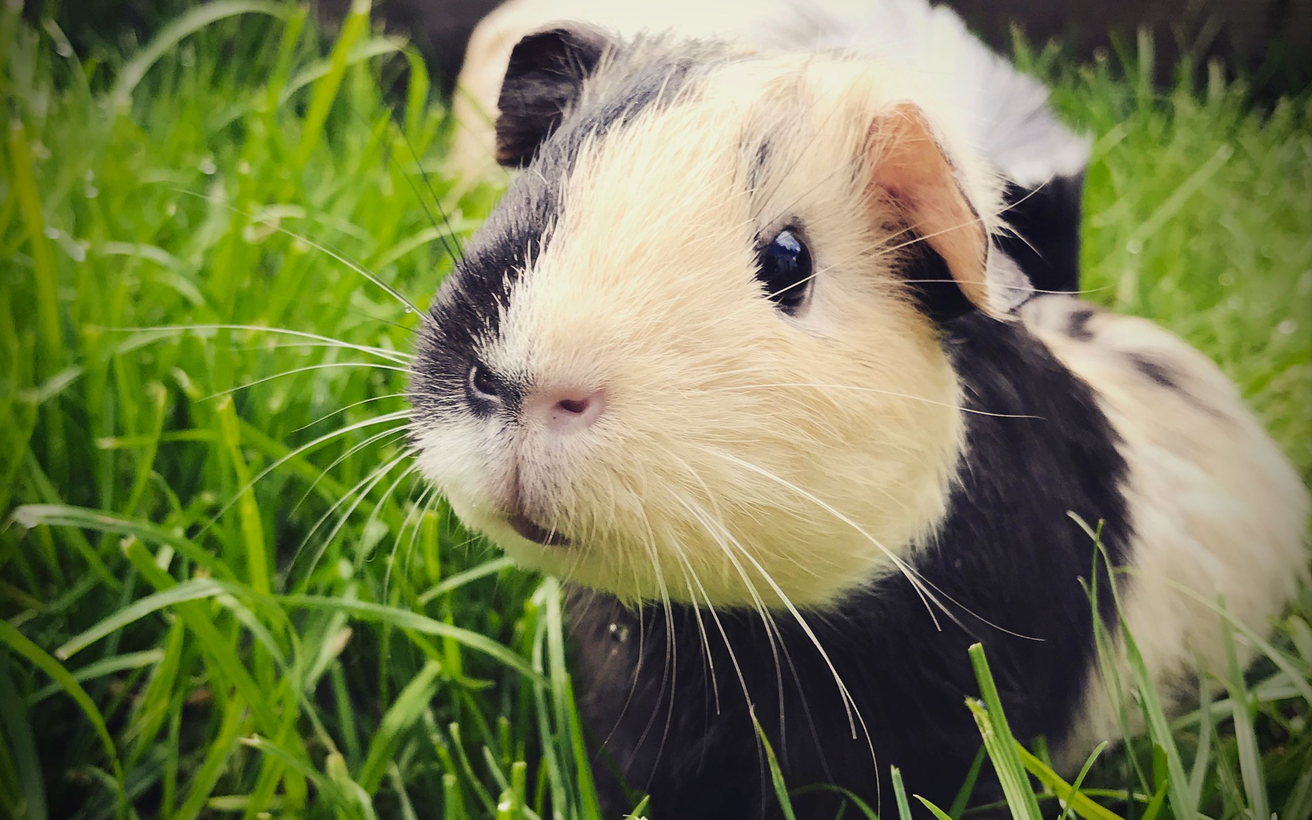 Download Wallpaper Guinea Pig, Close Up, Cavy, Rodent, Black