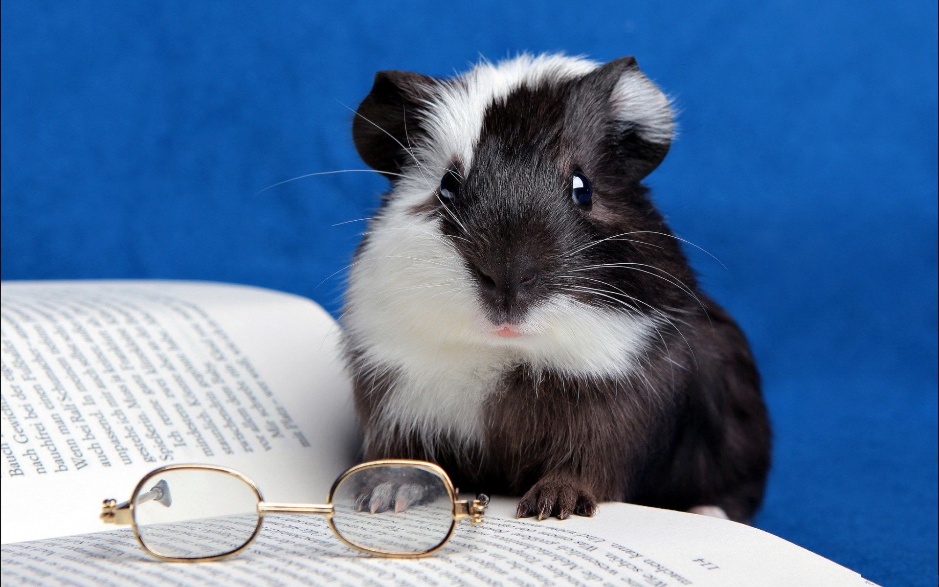Guinea Pig Wallpaper
