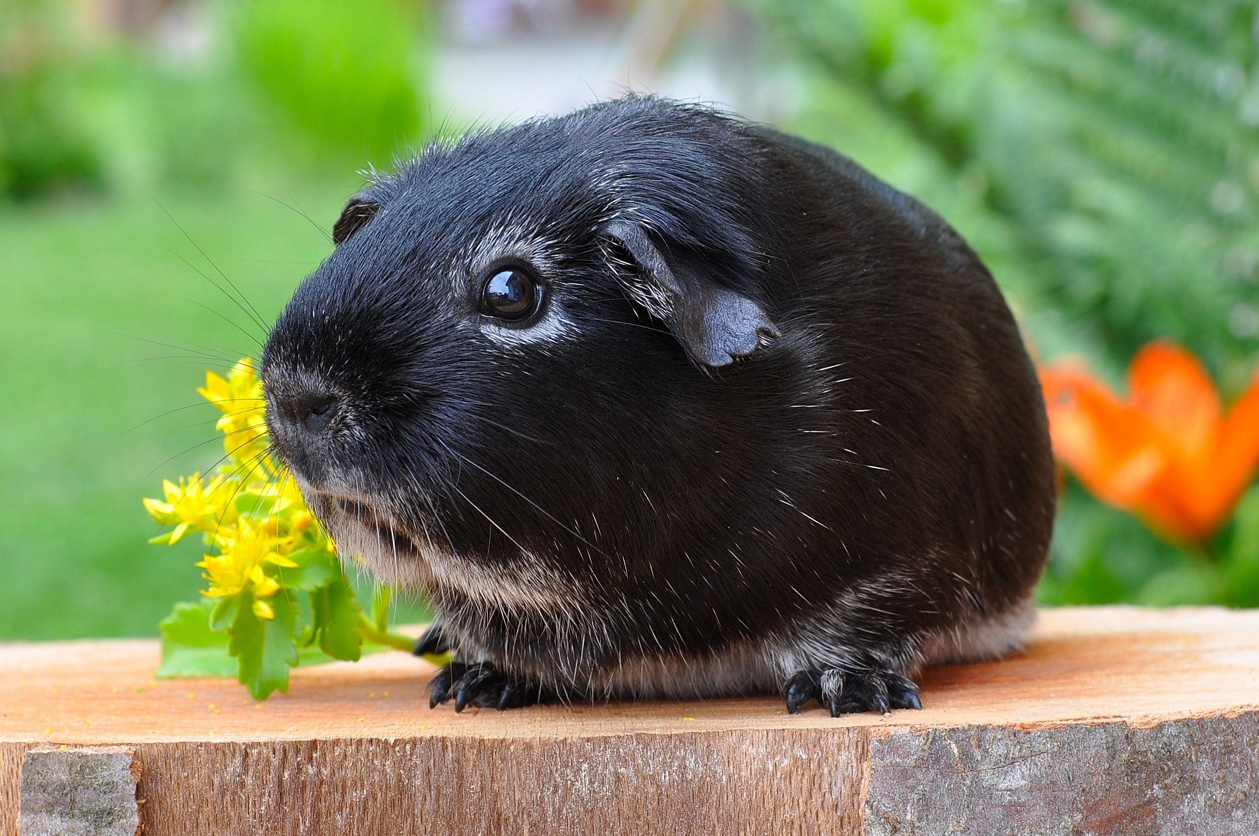Black Guinea Pig on the Plank · Free