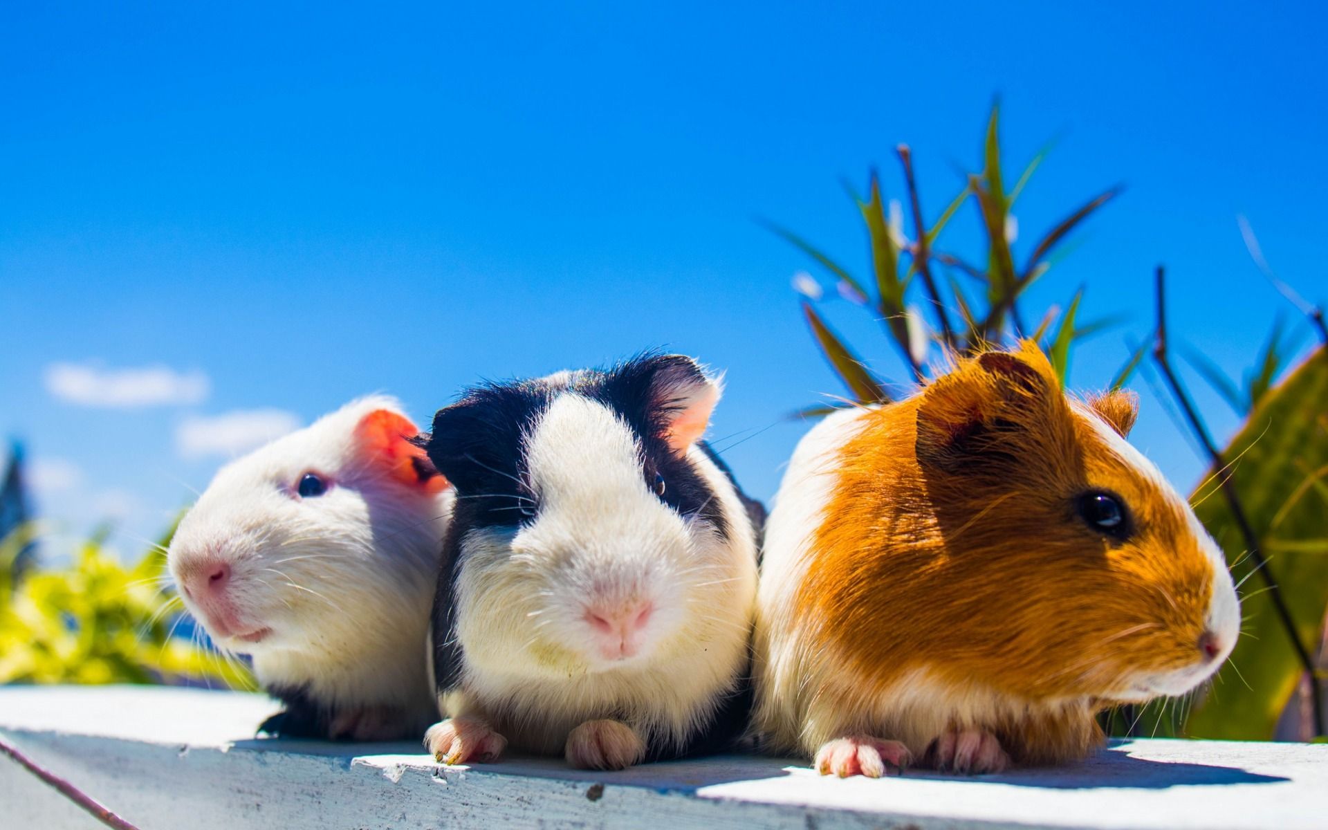 Download wallpaper guinea pigs, trio, cute animals, pets, black