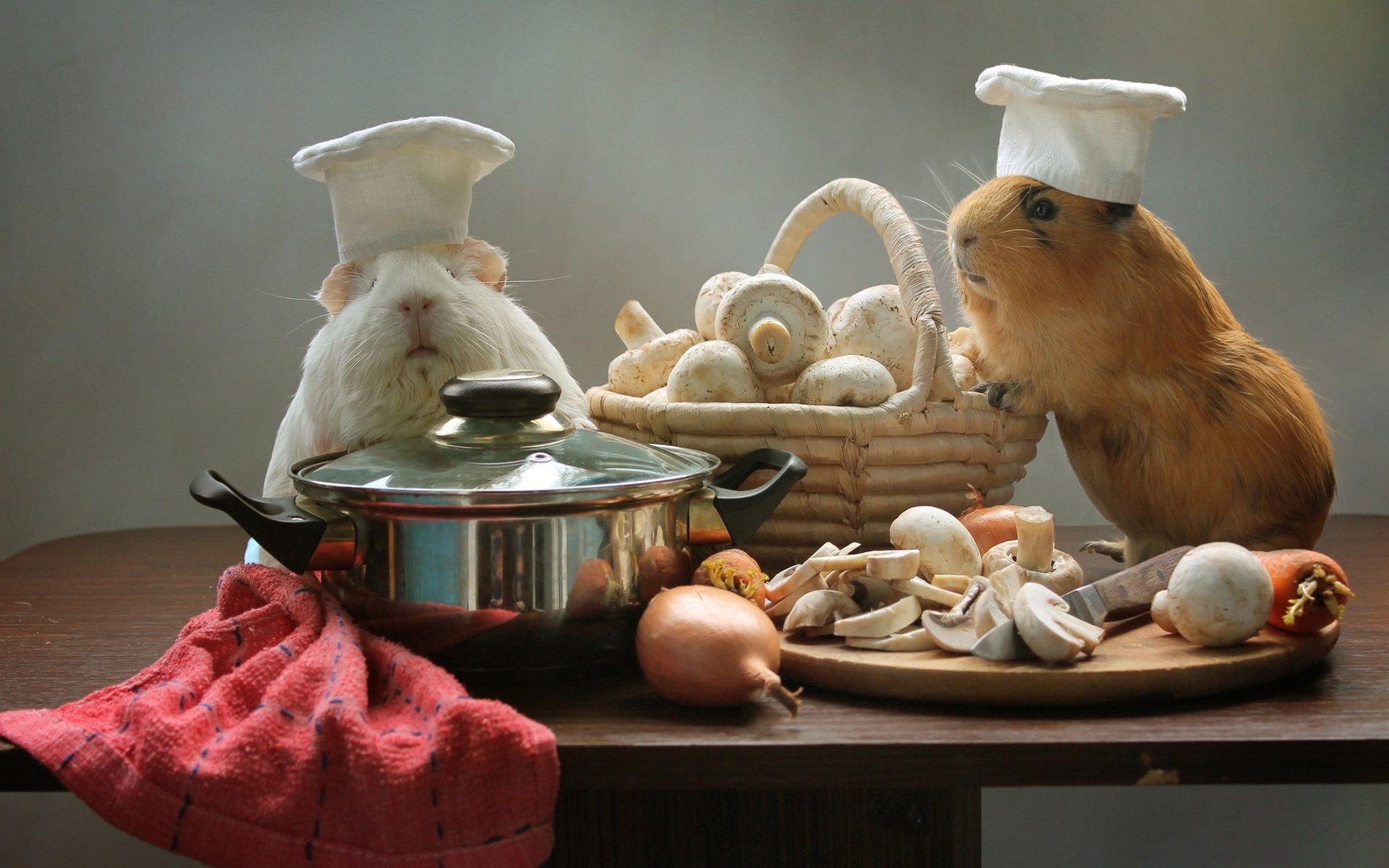 Wallpaper Guinea pigs, cooks, mushrooms, pan, funny animals