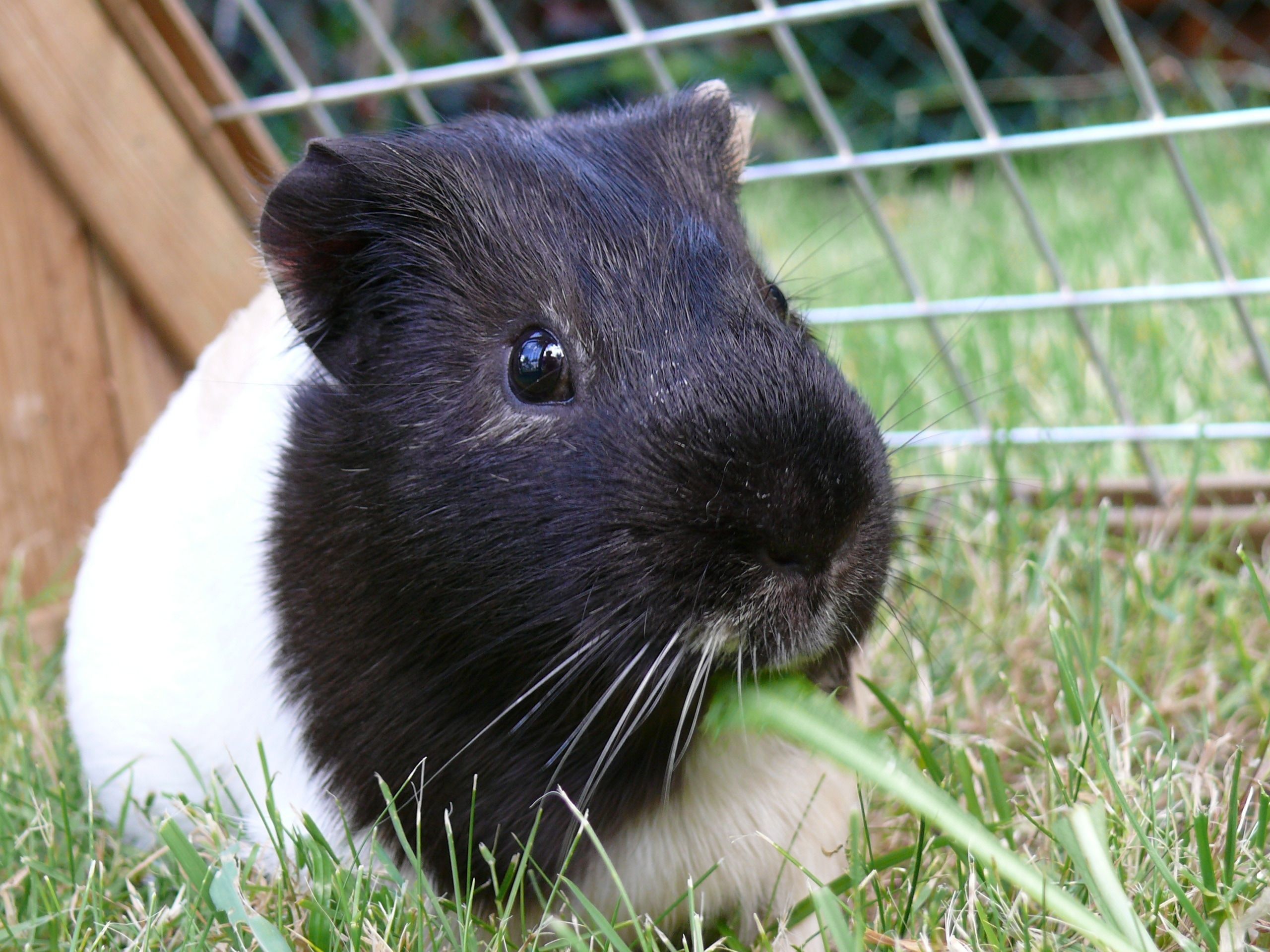 white and black guinea pig free image