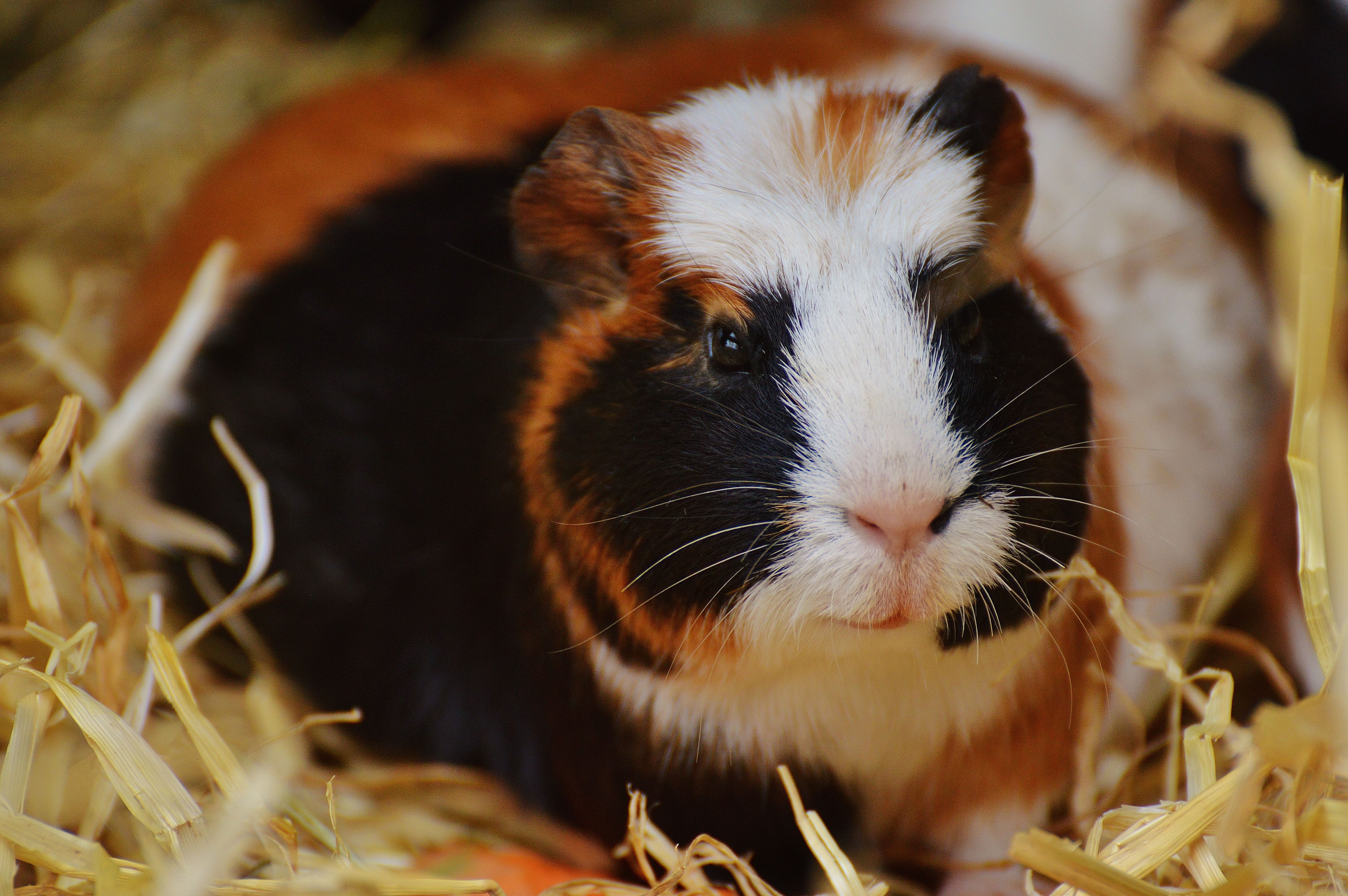 brown black and white guinea pig free image