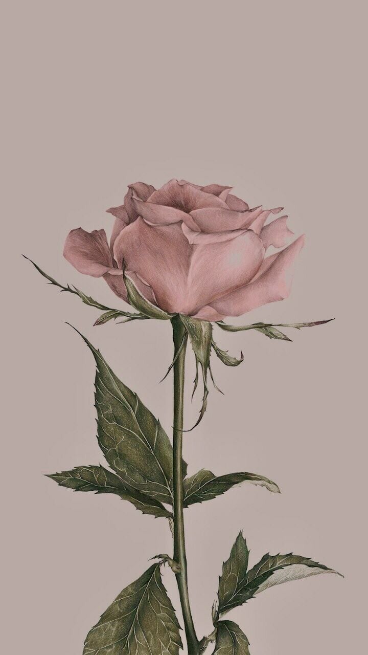 Pink Roses Aesthetic Wallpapers Wallpaper Cave