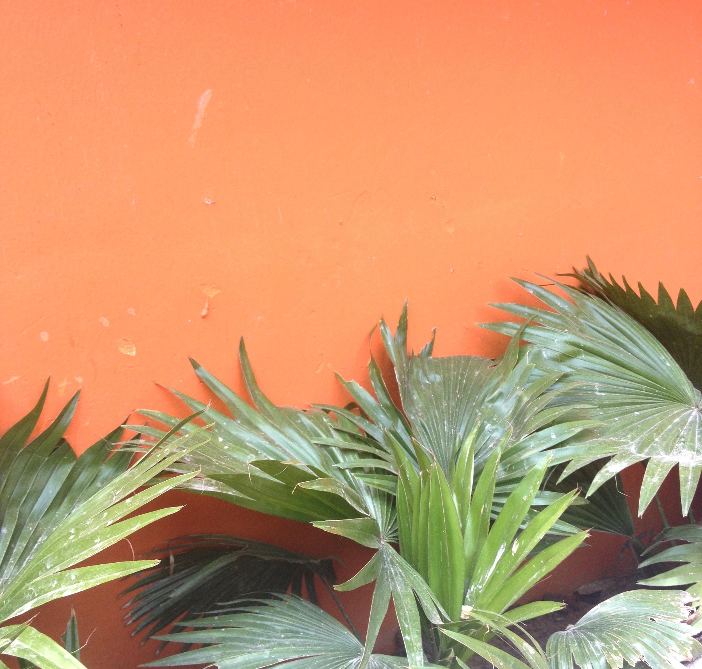 tags // orange, cute, plants, tumblr, aesthetic, palm tree acc