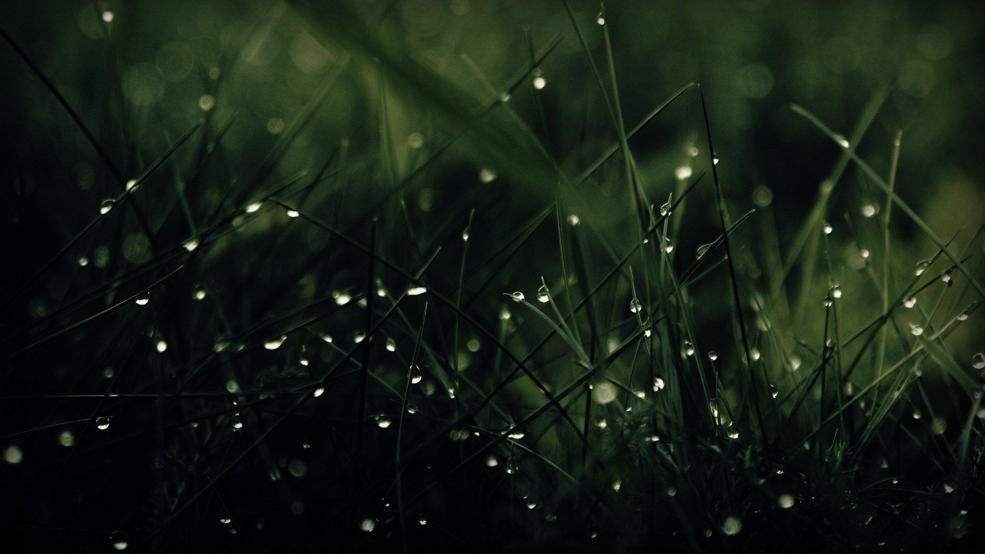 Green Nature Rain Grass Water Drops Wallpaper [1920x1080]