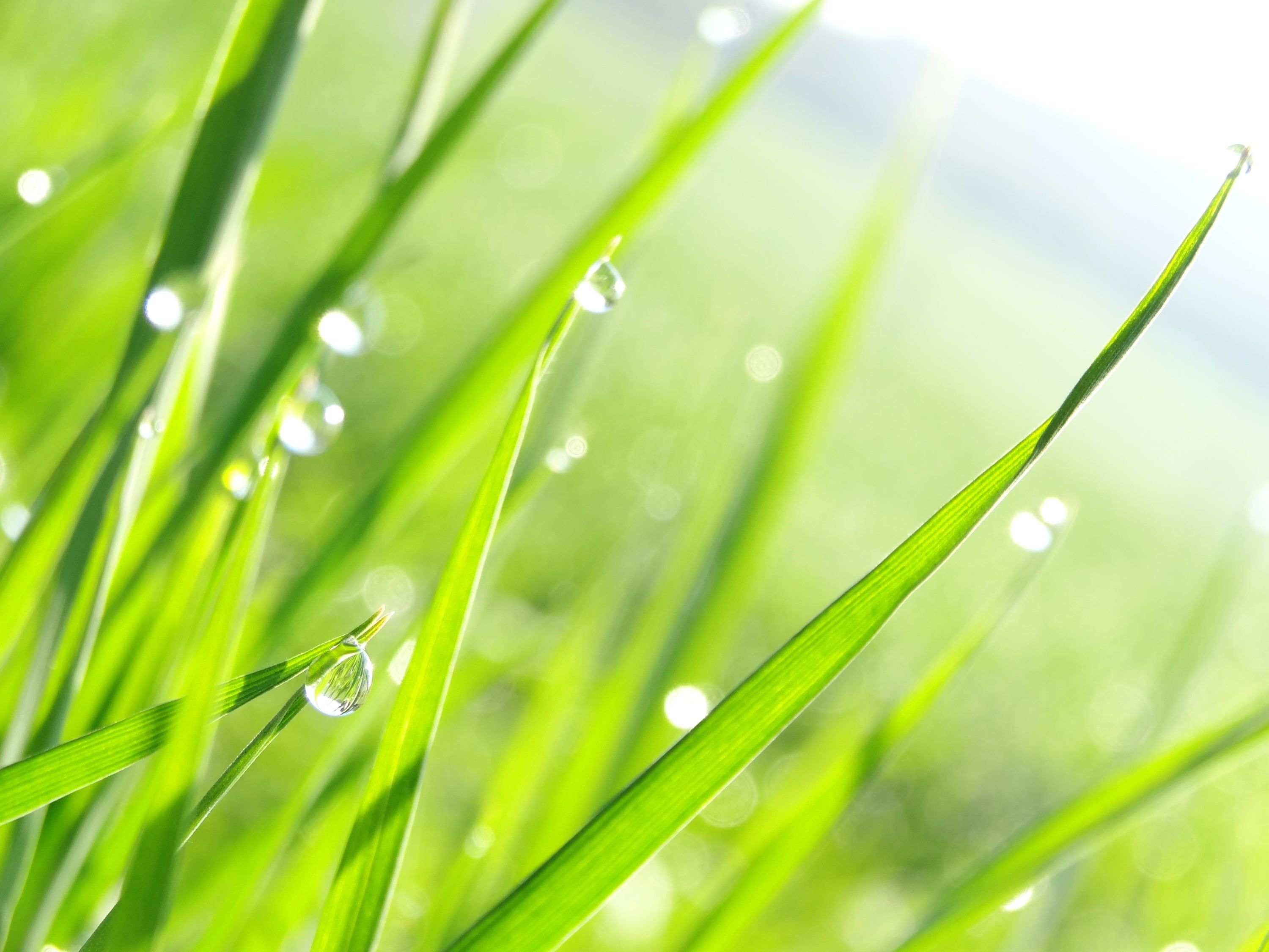 Water drops on green grass leaves shallow focus photography HD