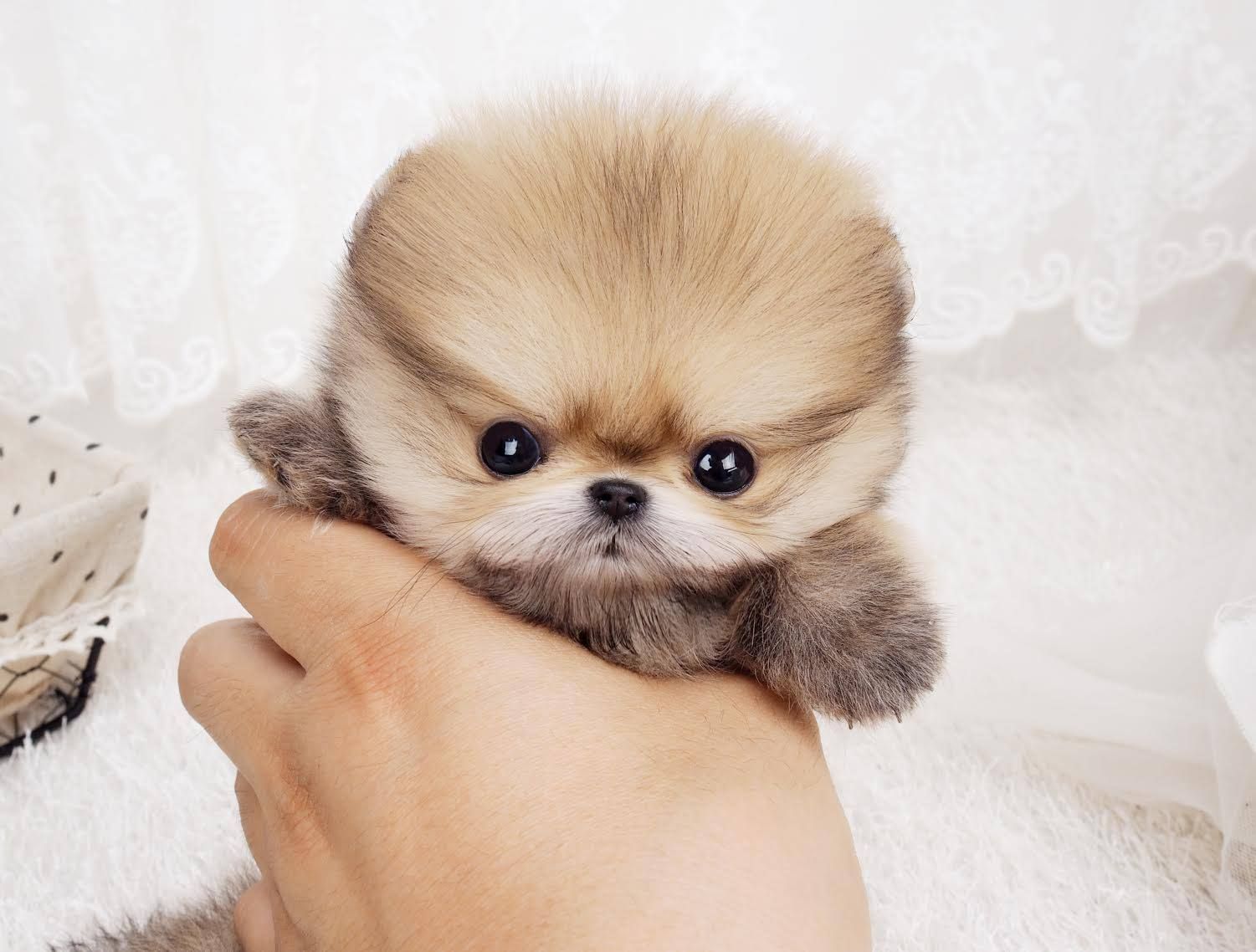 Boo puppy, micro Pomeranian, tiny teacup dogs, expensive dogs