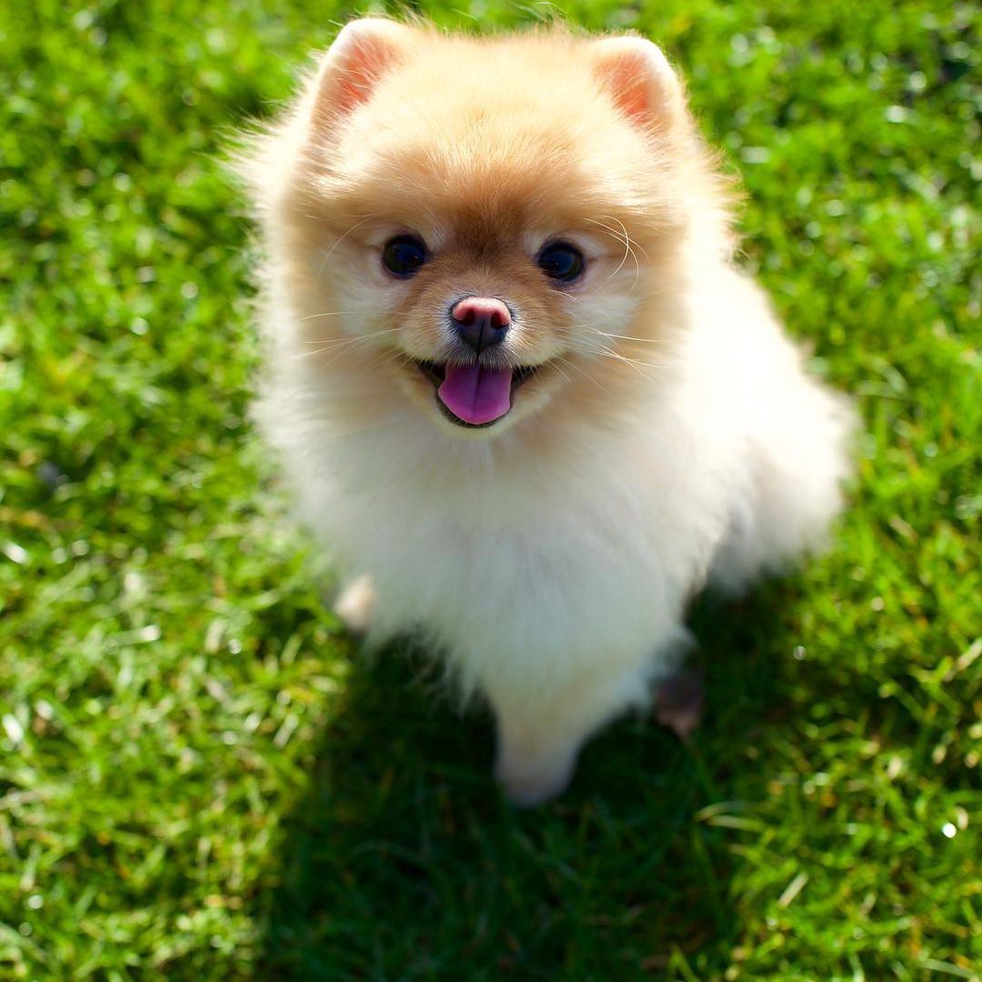 Pomeranian Teacup Dogs Wallpapers - Wallpaper Cave