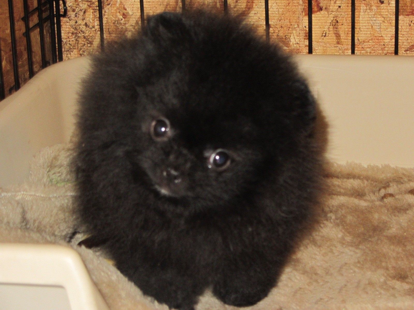 Pomeranian, Teacup, Puppy, Black, Pomeranian, HD, Wallpaper