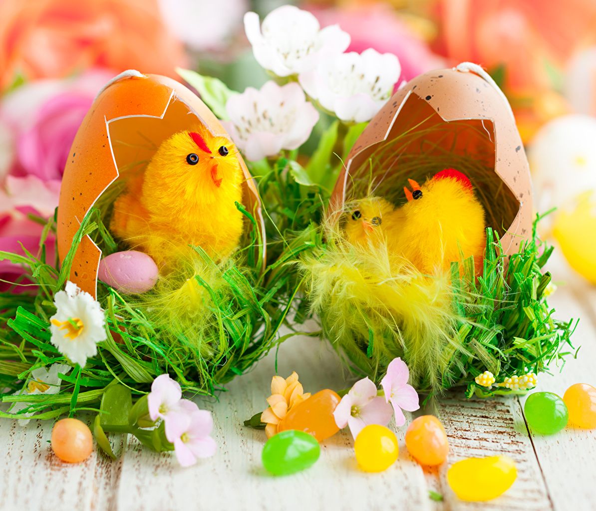 Wallpaper Easter Chicks Eggs Holidays