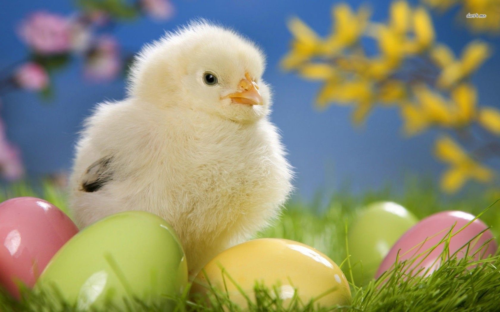Chick and Easter eggs wallpaper wallpaper