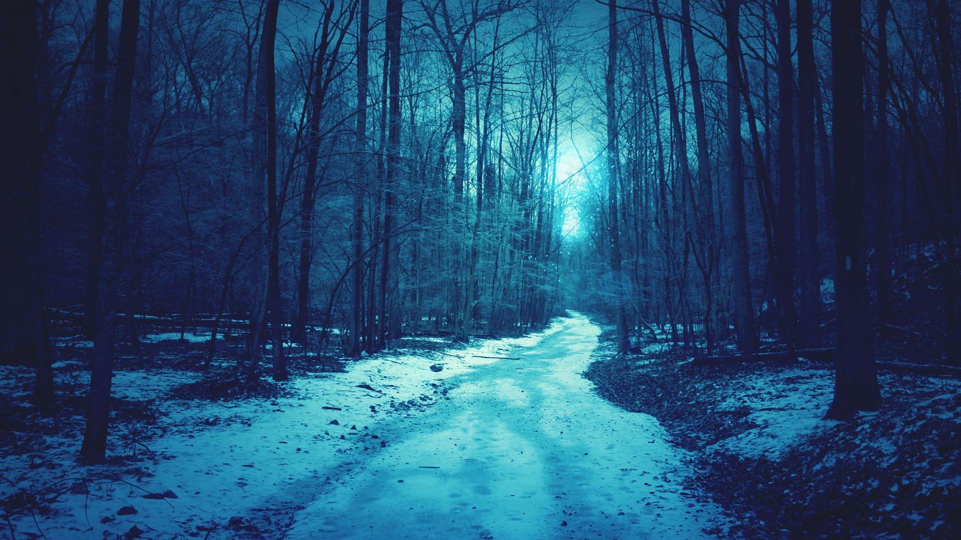Free download The winter snow forest Shallow blue background wide