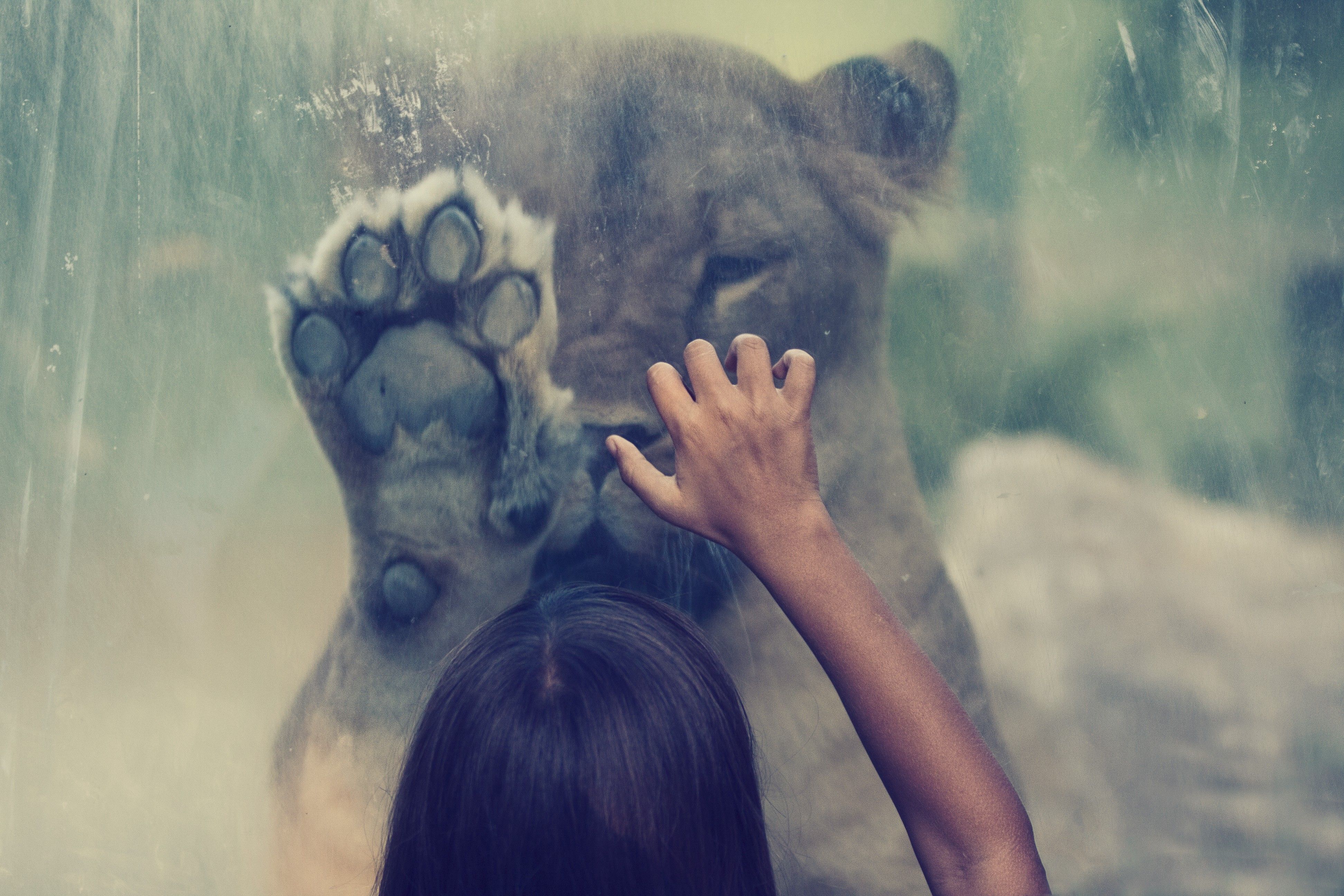 women, animals, glass, hands, lions, paws wallpaper