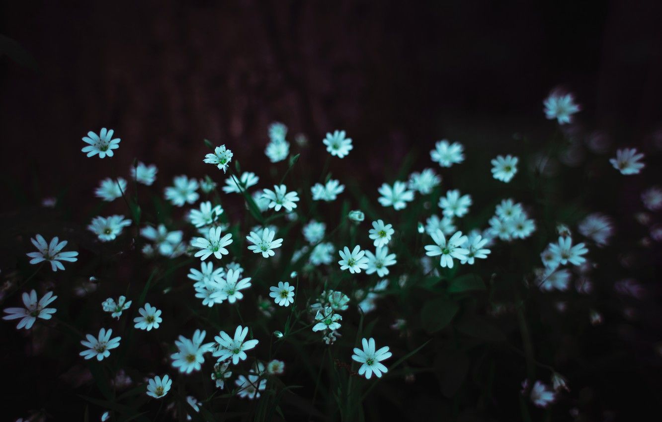 Wallpaper flowers, blue, dark, spring, small, a lot, dobraatebe
