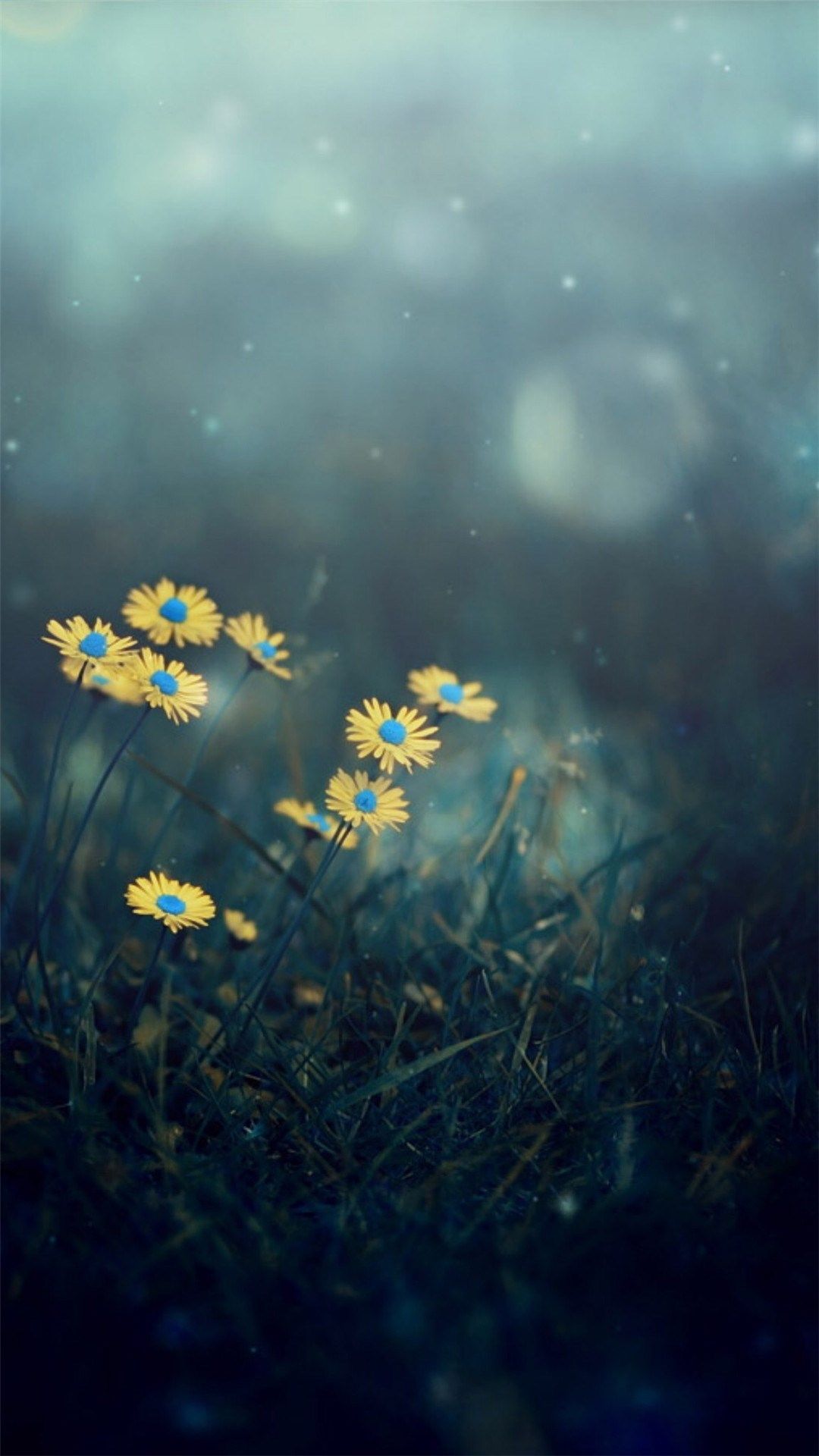 Night Dark Little Daisy Flower Lawn Grassland Bokeh iPhone 8