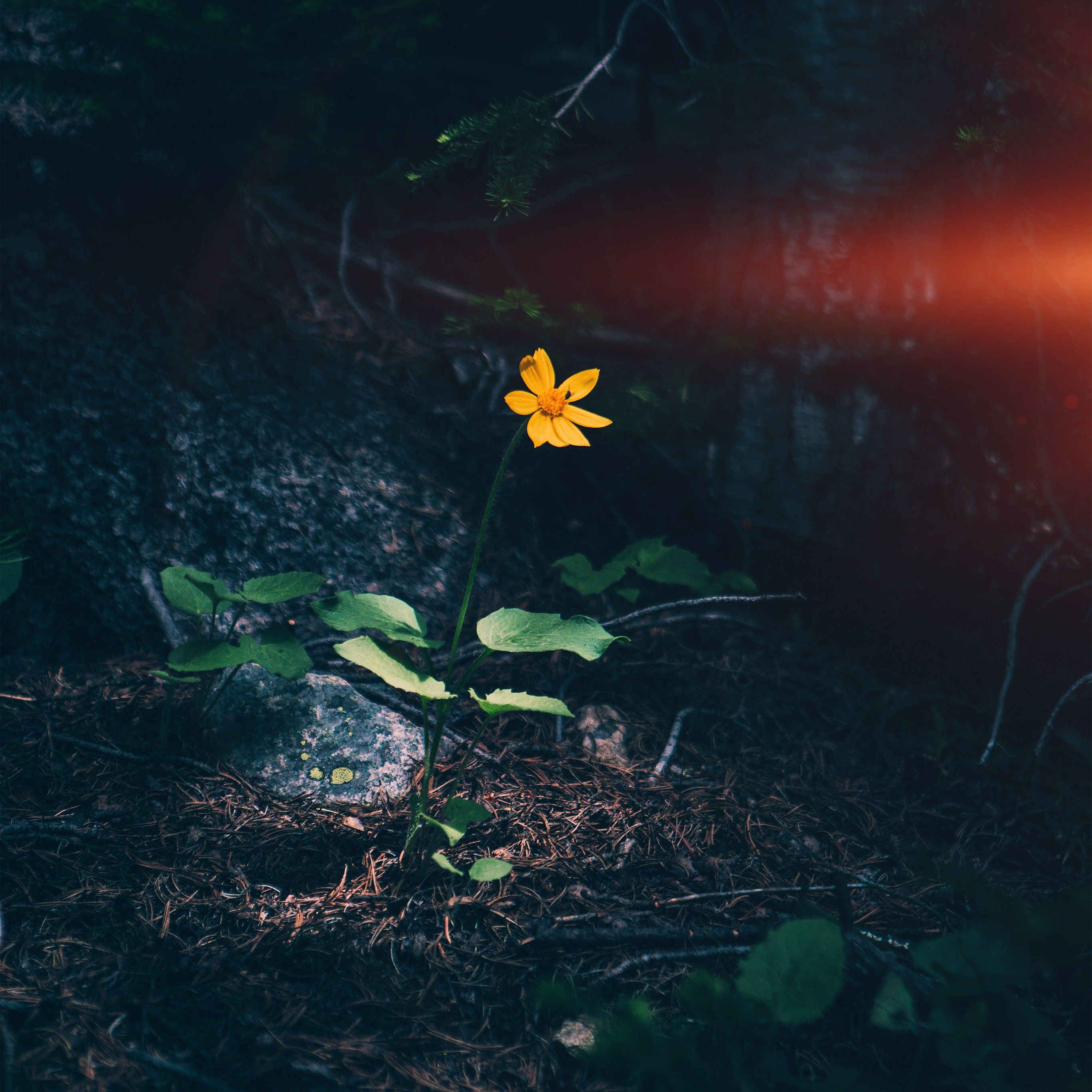 Flower Orange Forest Wood Lonely Dark Nature Flare Wallpaper