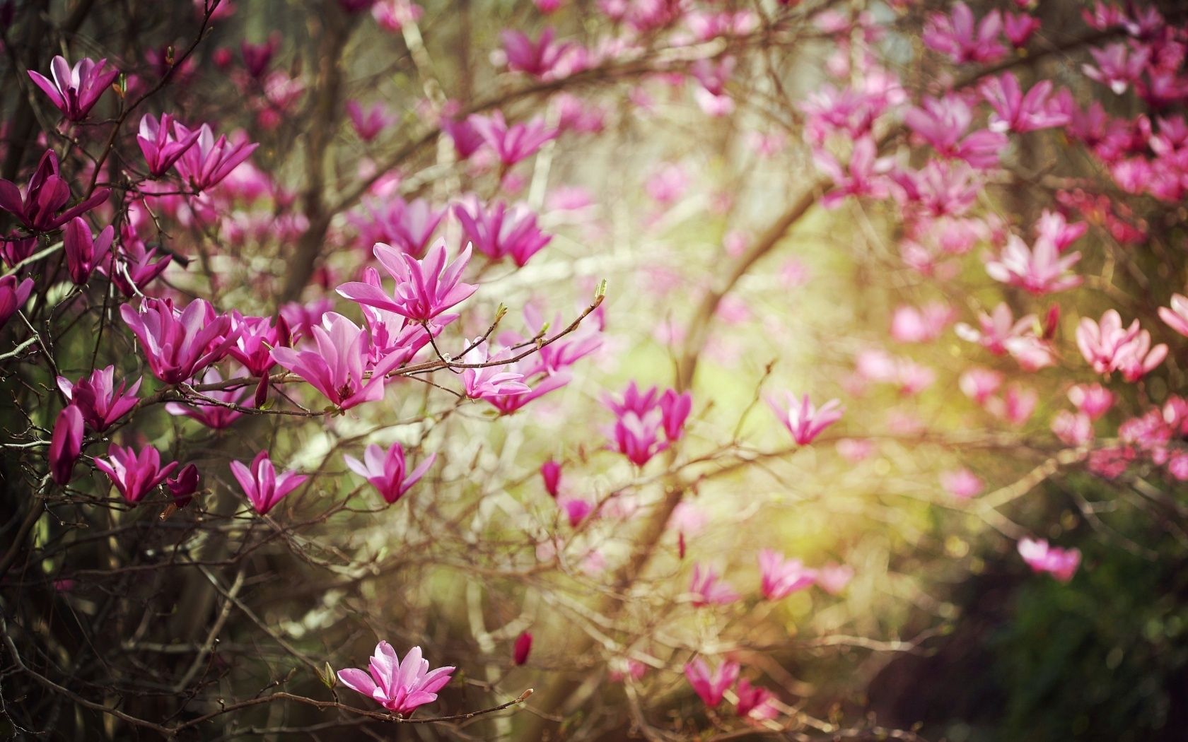 Dark Pink Spring Flower Wallpaper