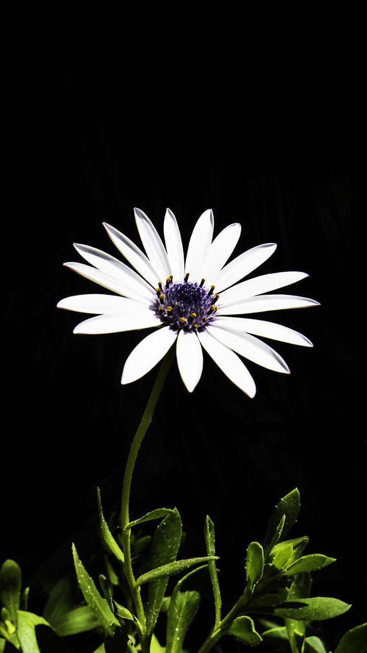 FLOWER WHITE SPRING WALLPAPER HD IPHONE. White plants, Flowers