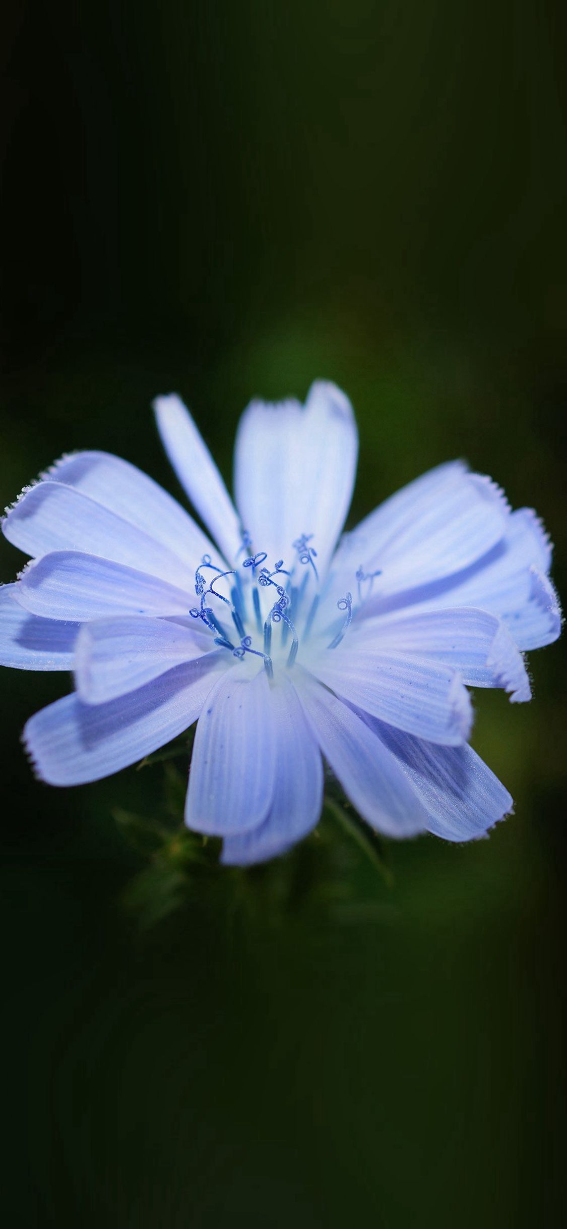 Flower Blue Spring New Llife Nature Dark iPhone X Wallpaper Free
