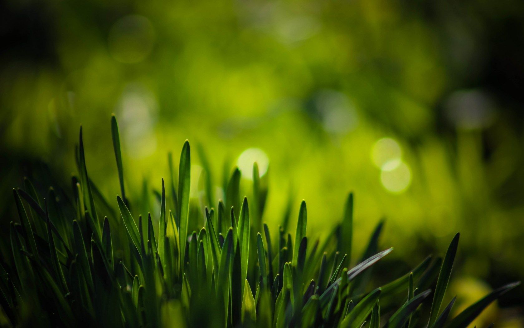 Spring Grass Desktop Wallpaper 25894