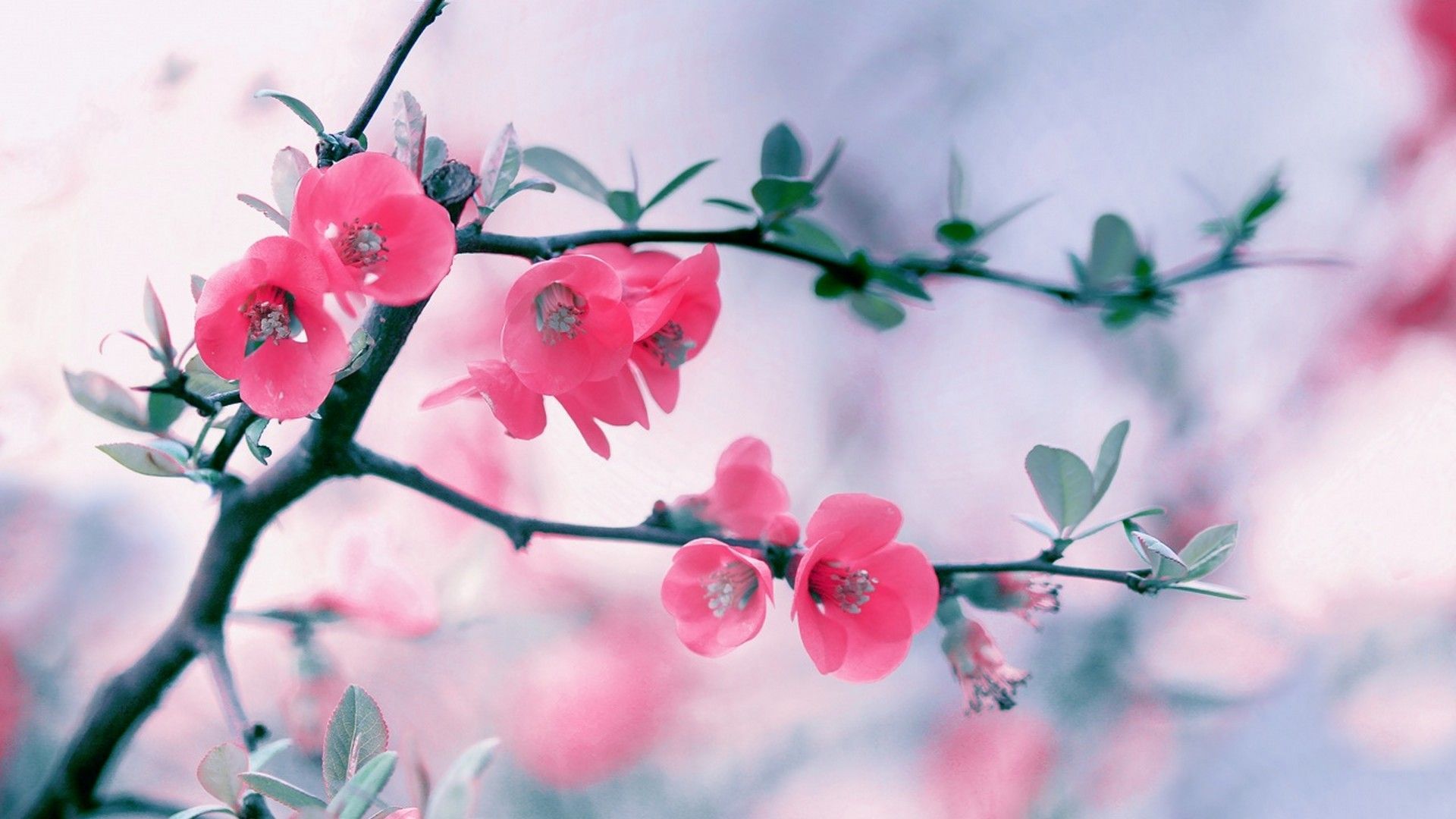 Cute Spring Wallpaper HD Live Wallpaper HD. Flower wallpaper, Spring wallpaper, Flower background
