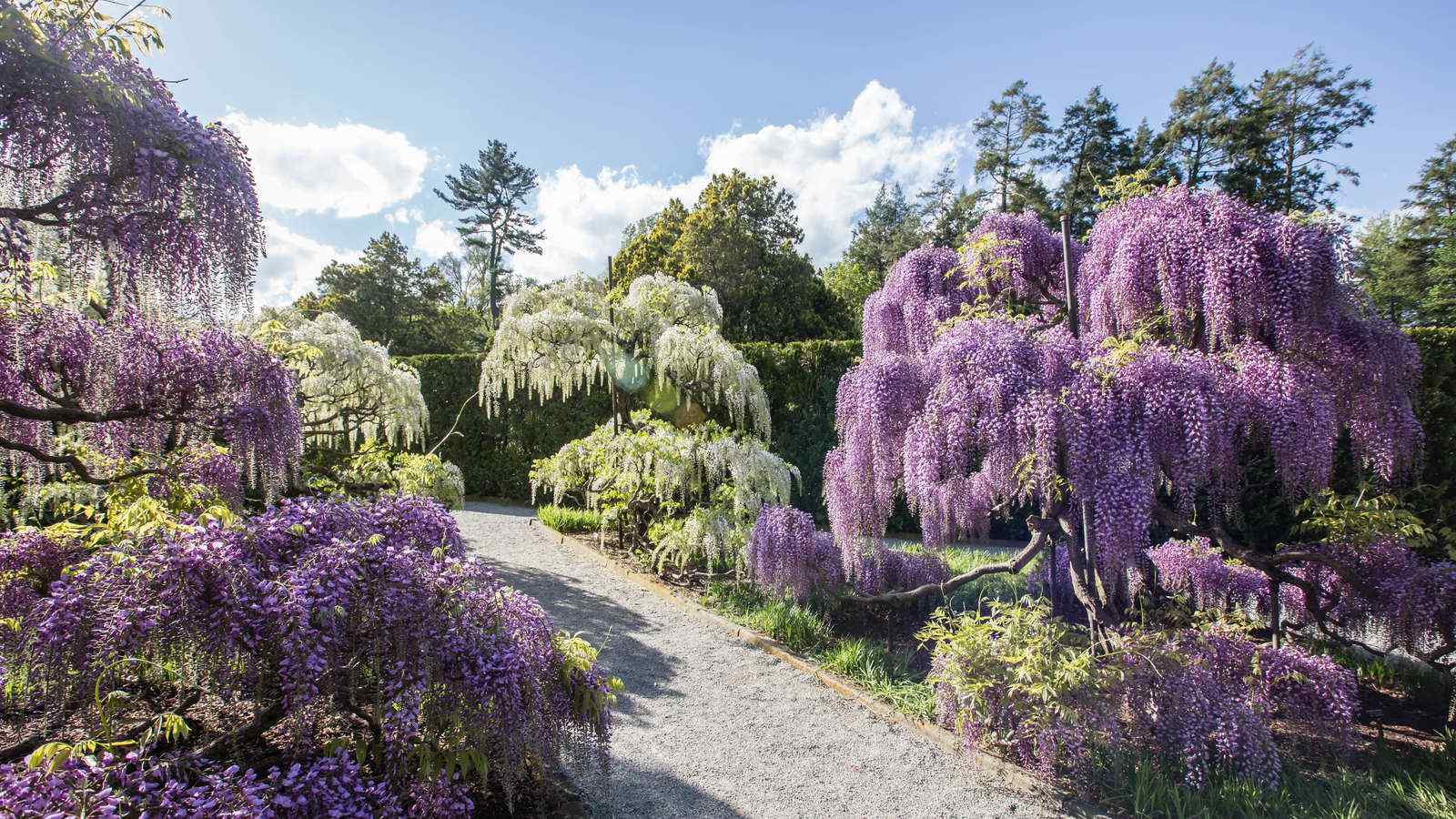 Free download Spring Blooms Season Longwood Gardens [1600x900]