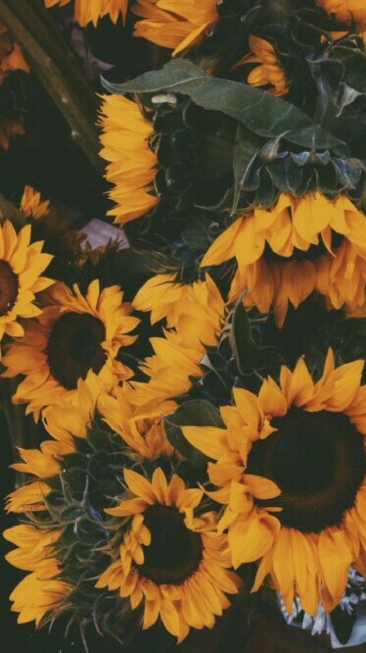 Aesthetic Sunflower Background, HD Wallpaper & background