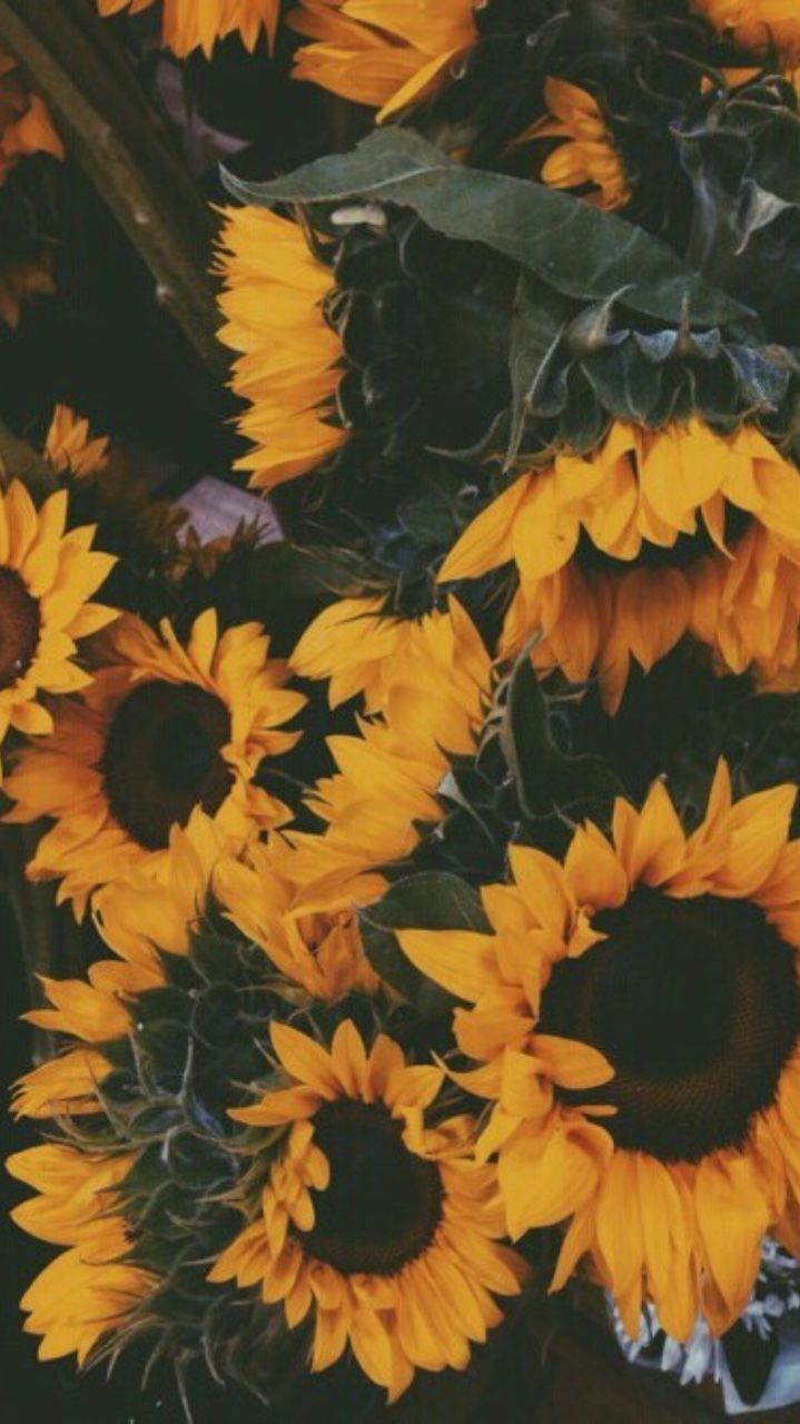 Yellow Aesthetic Sunflower Wallpapers - Wallpaper Cave