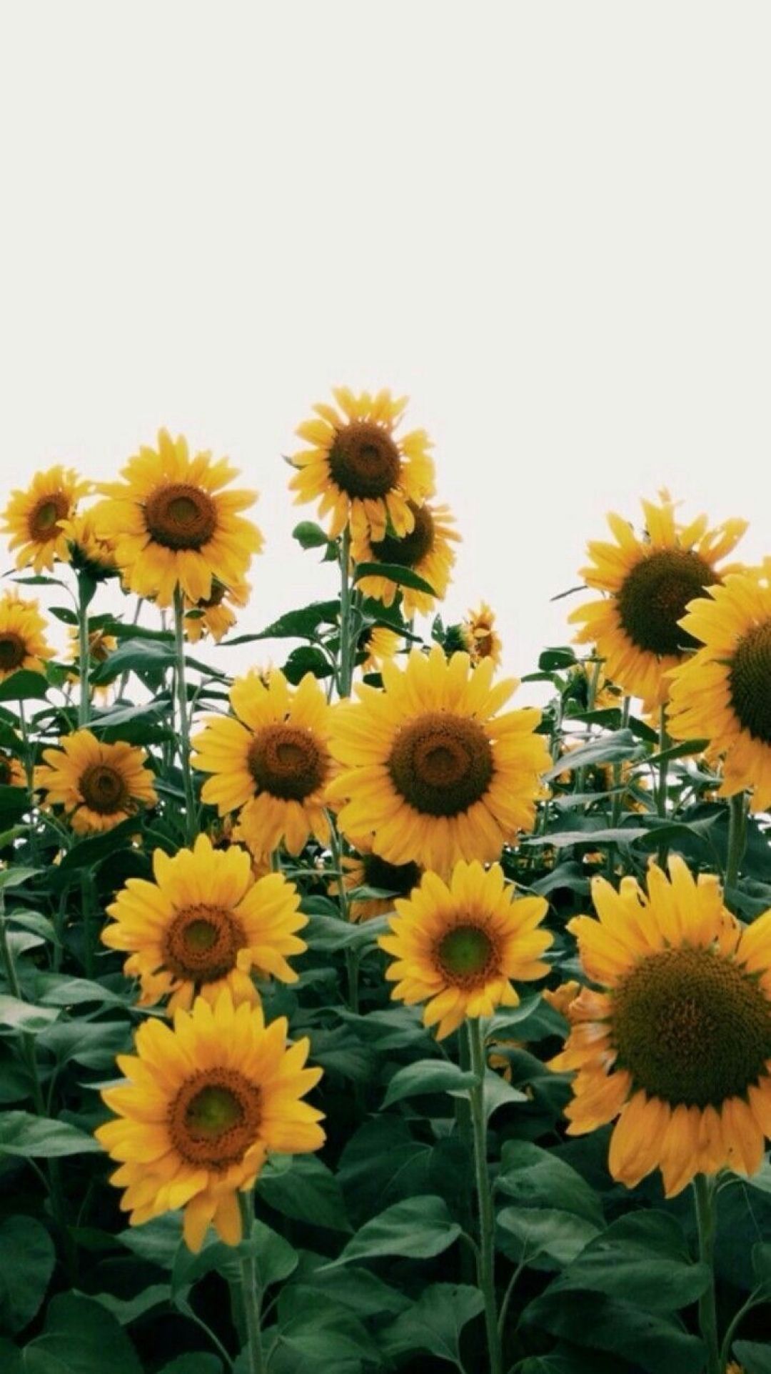 Yellow Aesthetic Sunflowers Image, HD Photo 1080p