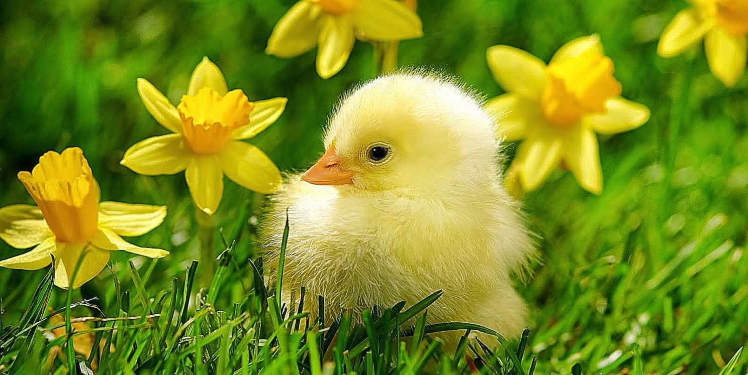Wallpaper HD Animal Chick. Background Wallpaper Gallery