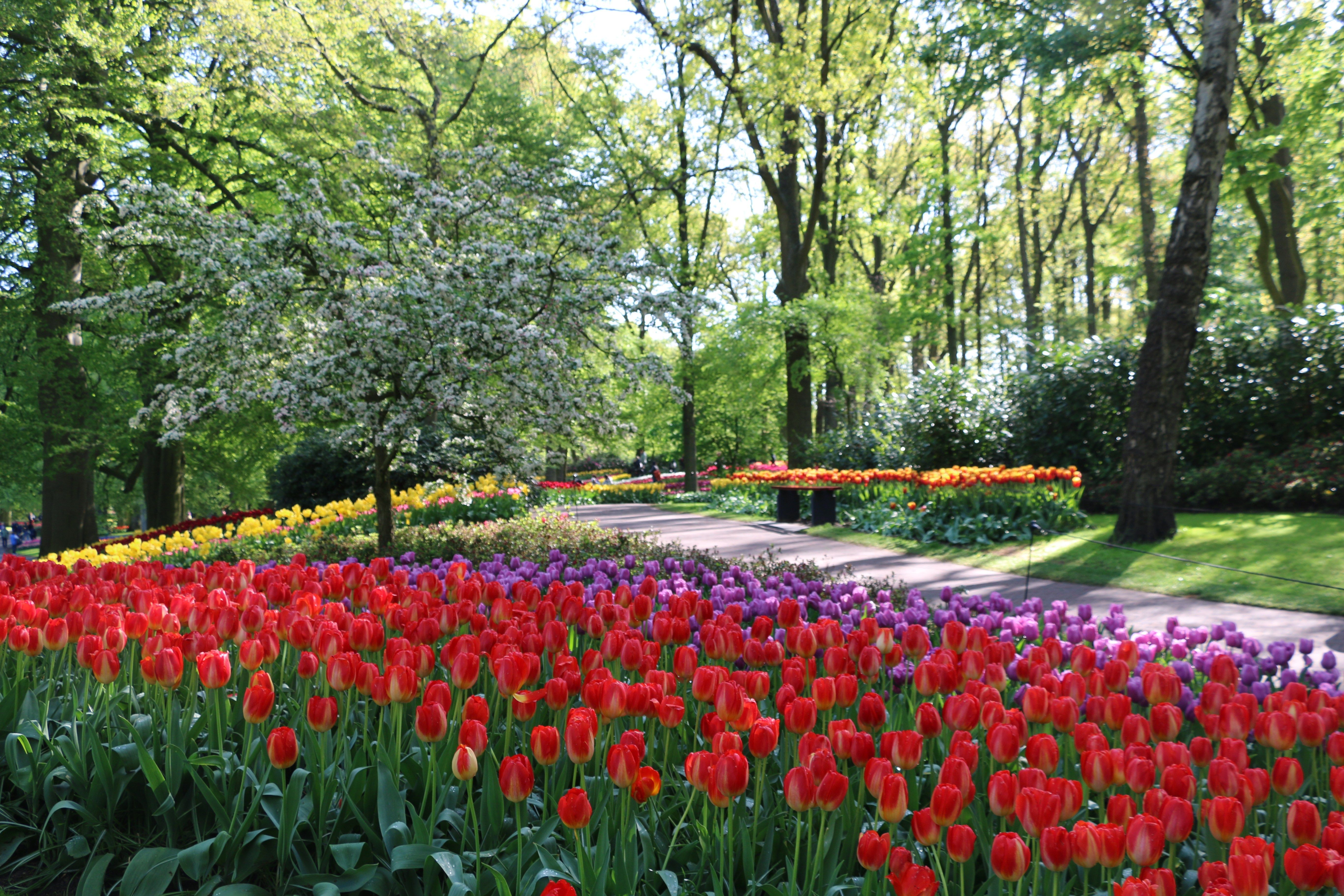 Free download Amsterdam Tulip Season 2020 Tulip Festival Amsterdam